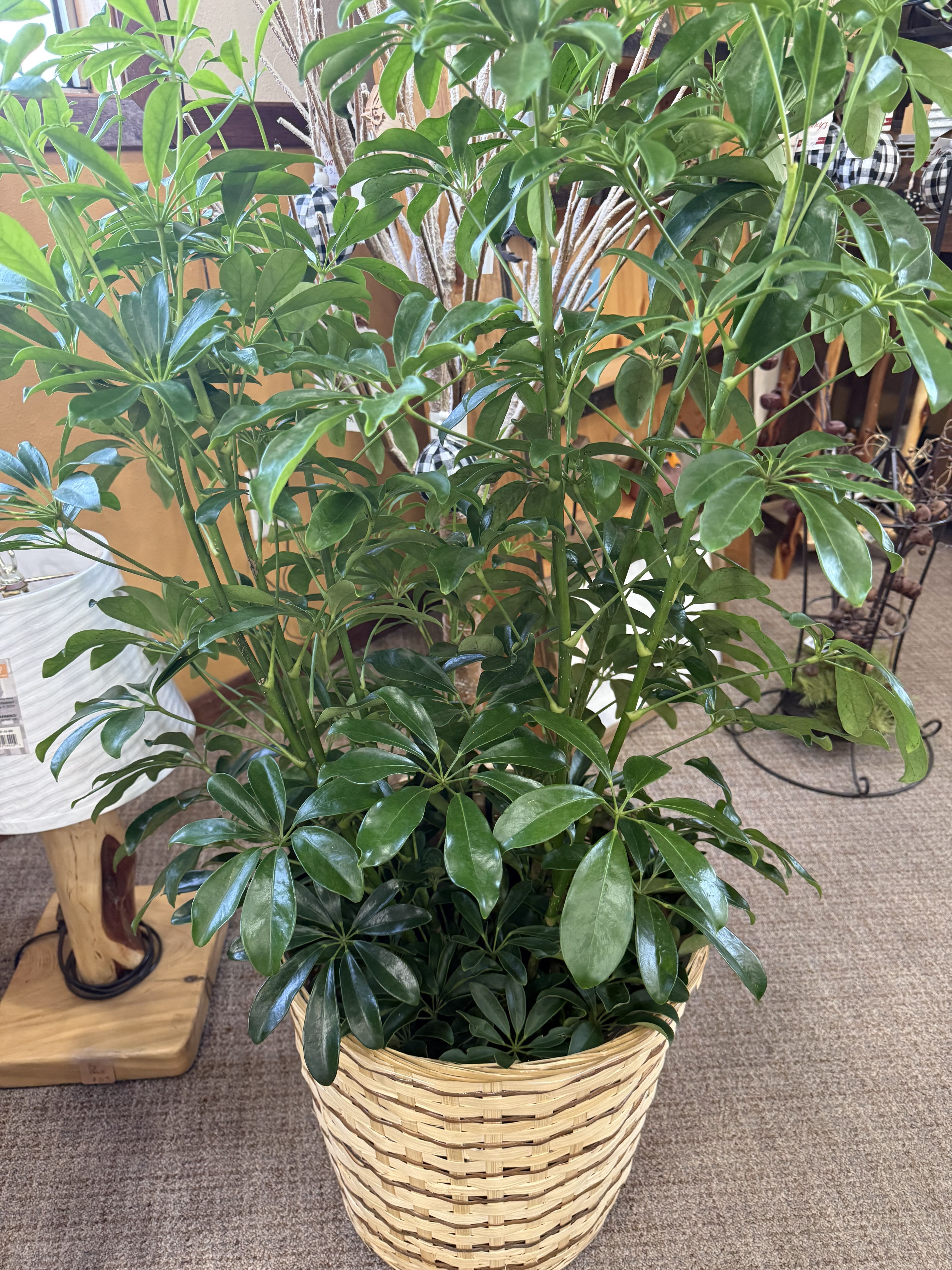 Arboricola Plant in Basket - 10 inch Arboricola plant in basket