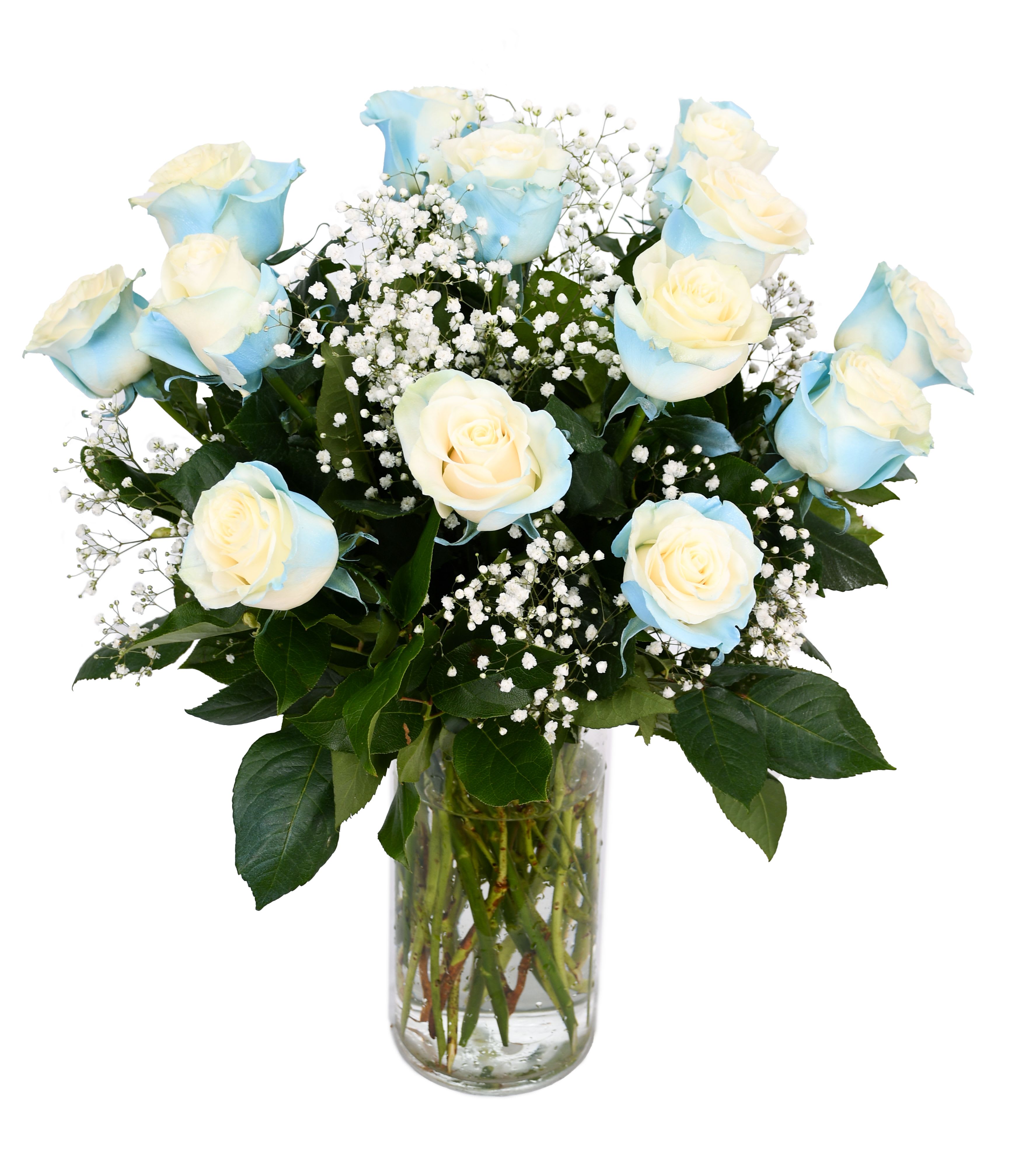 Blue-tinted white roses in a glass vase with baby's breath