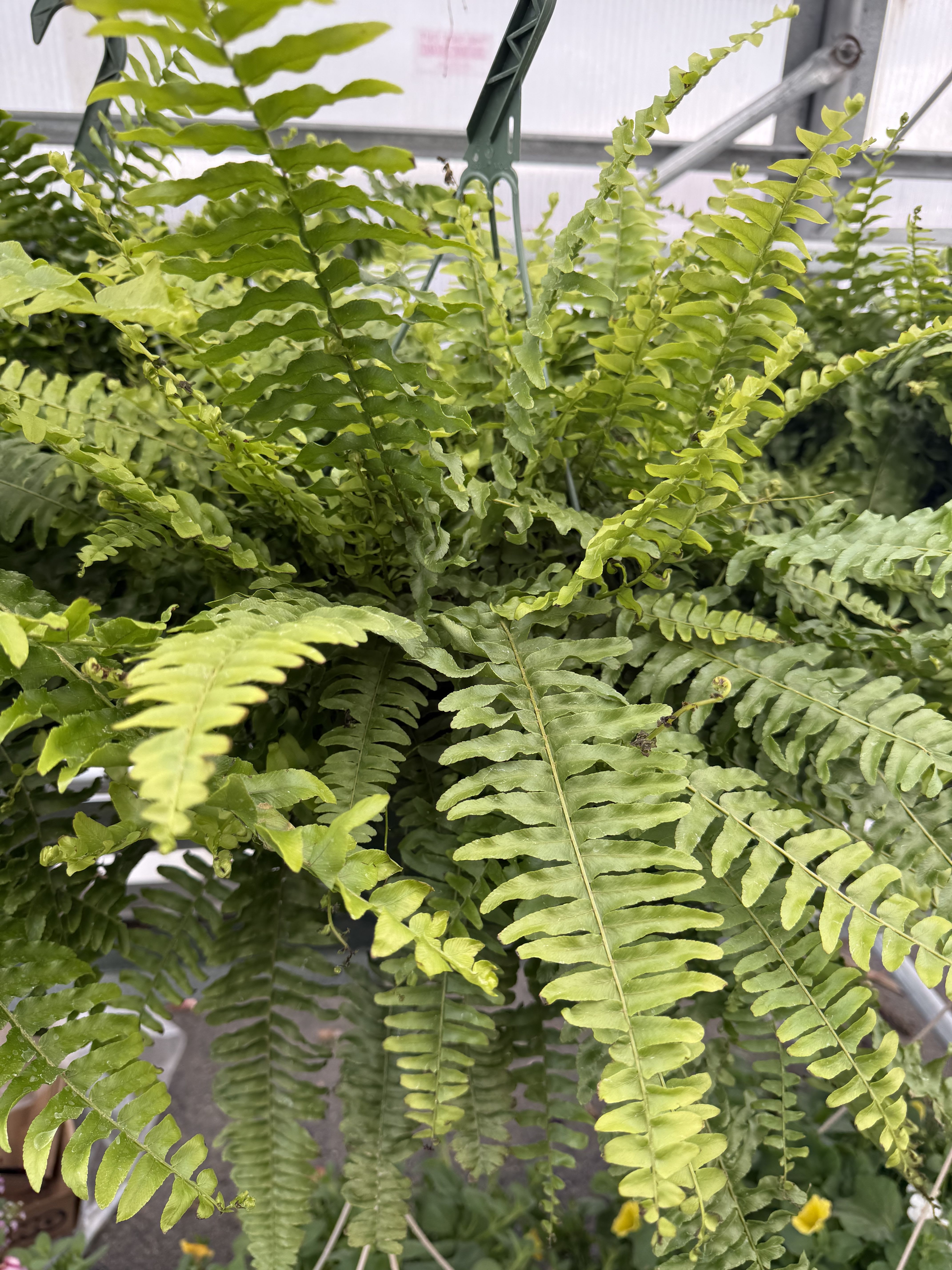 11 Inch Greenhouse Boston Fern - Beautiful, green Boston Fern plant