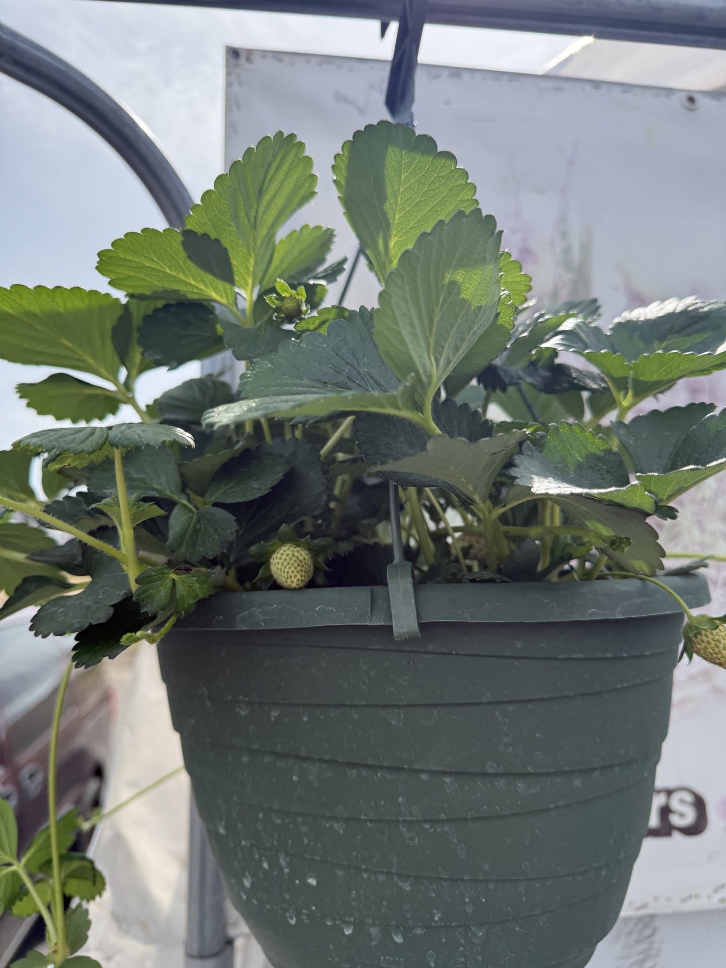 Everbearing Strawberry Plant - 11 inch hanging basket of ever-bearing strawberries