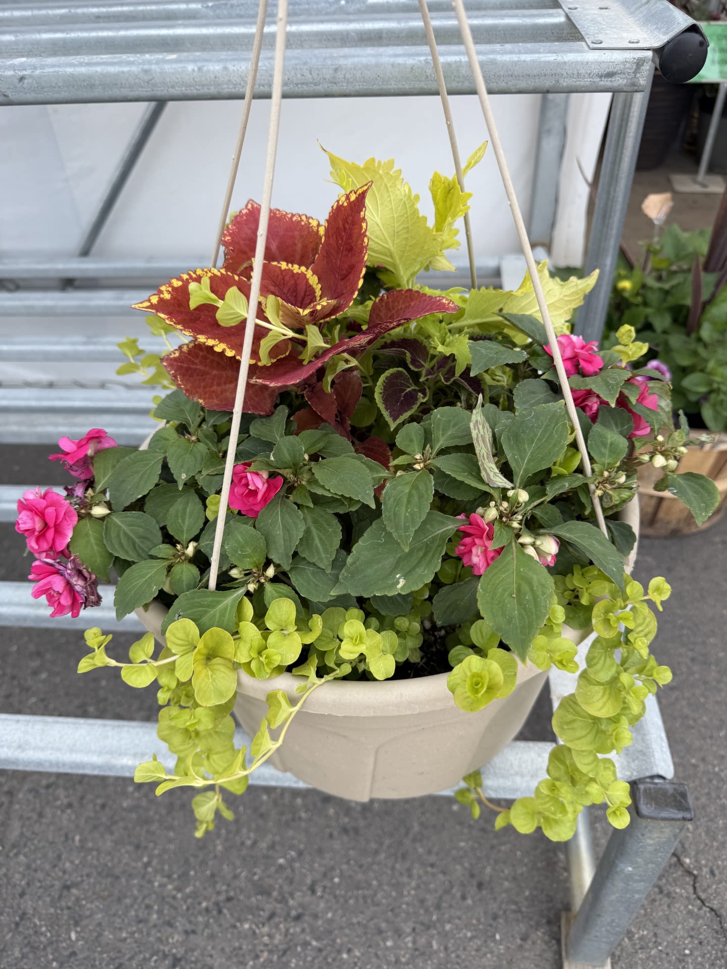 12 Inch Hanging Basket - Many hanging baskets to choose from.  Please call with specific requests.