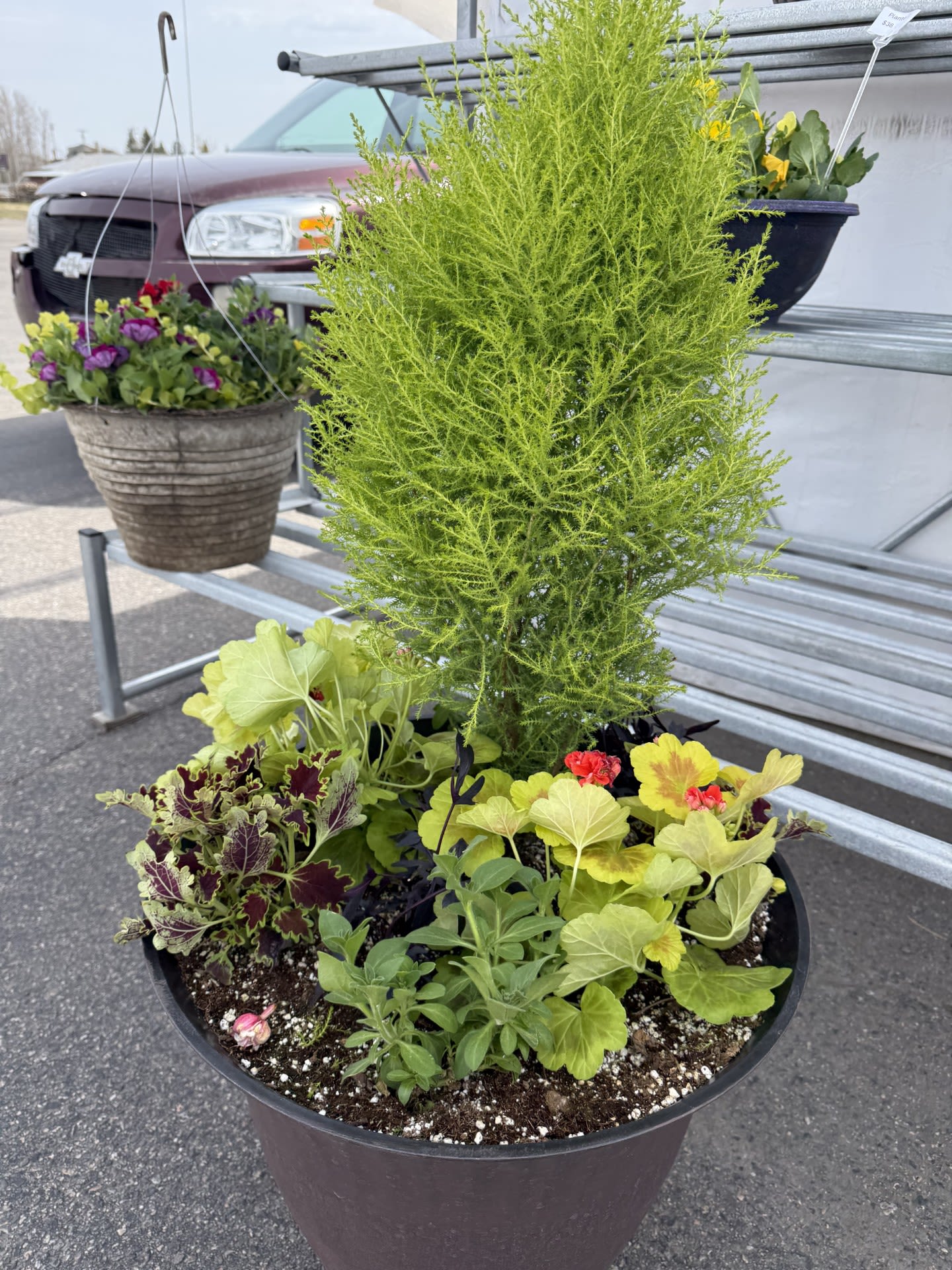 Large Lemon Cypress Planter - Georgeous and large lemon cypress bush surrounded by many lovely annuals.