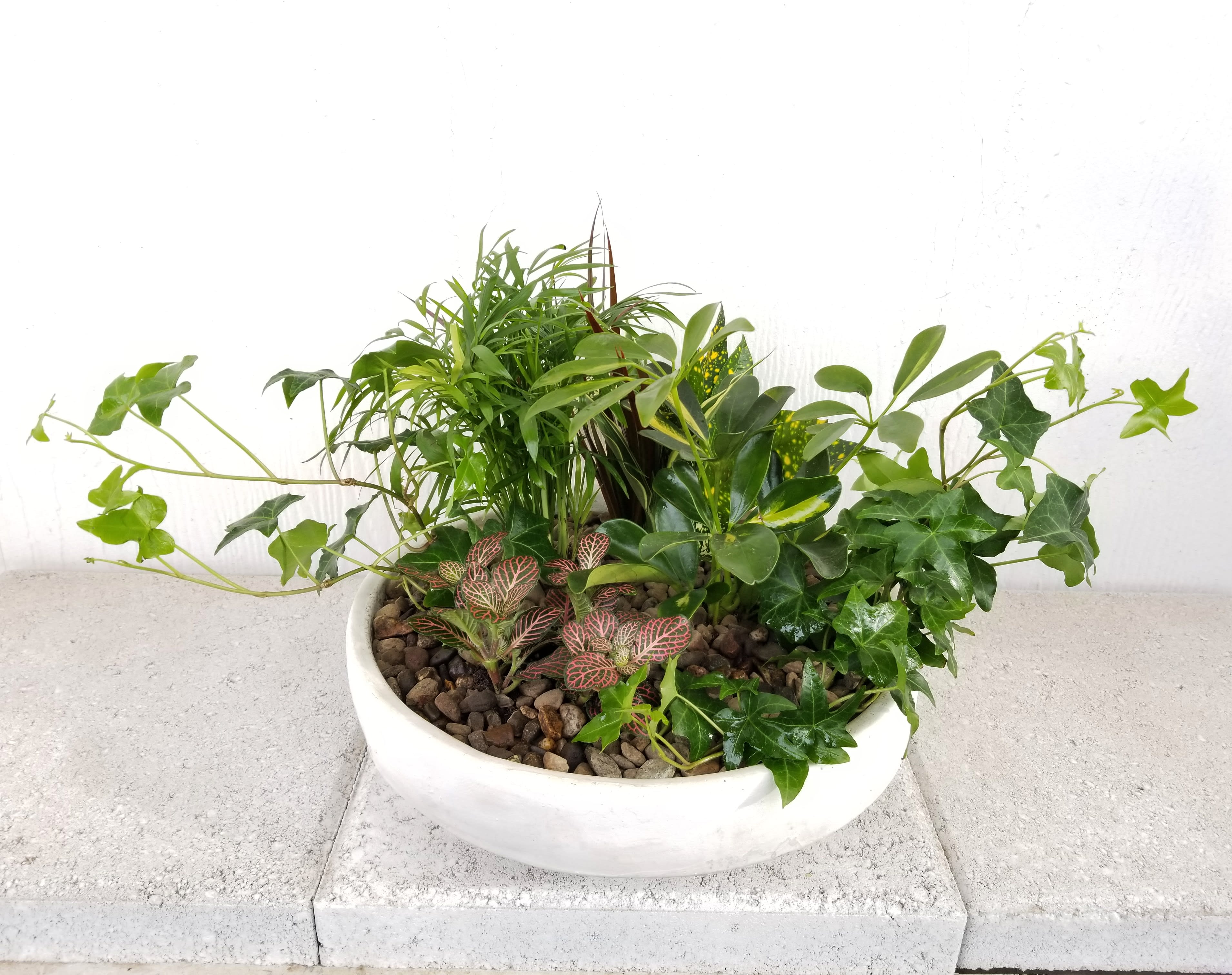 Zane bowl planter - Indoor house plants in a modern heavy concrete planter. Planter measures 12" wide. Colors of planter will vary depending on availability   Deluxe adds 2 plants to the same container.  Premium adds more plants to an even wider container. 