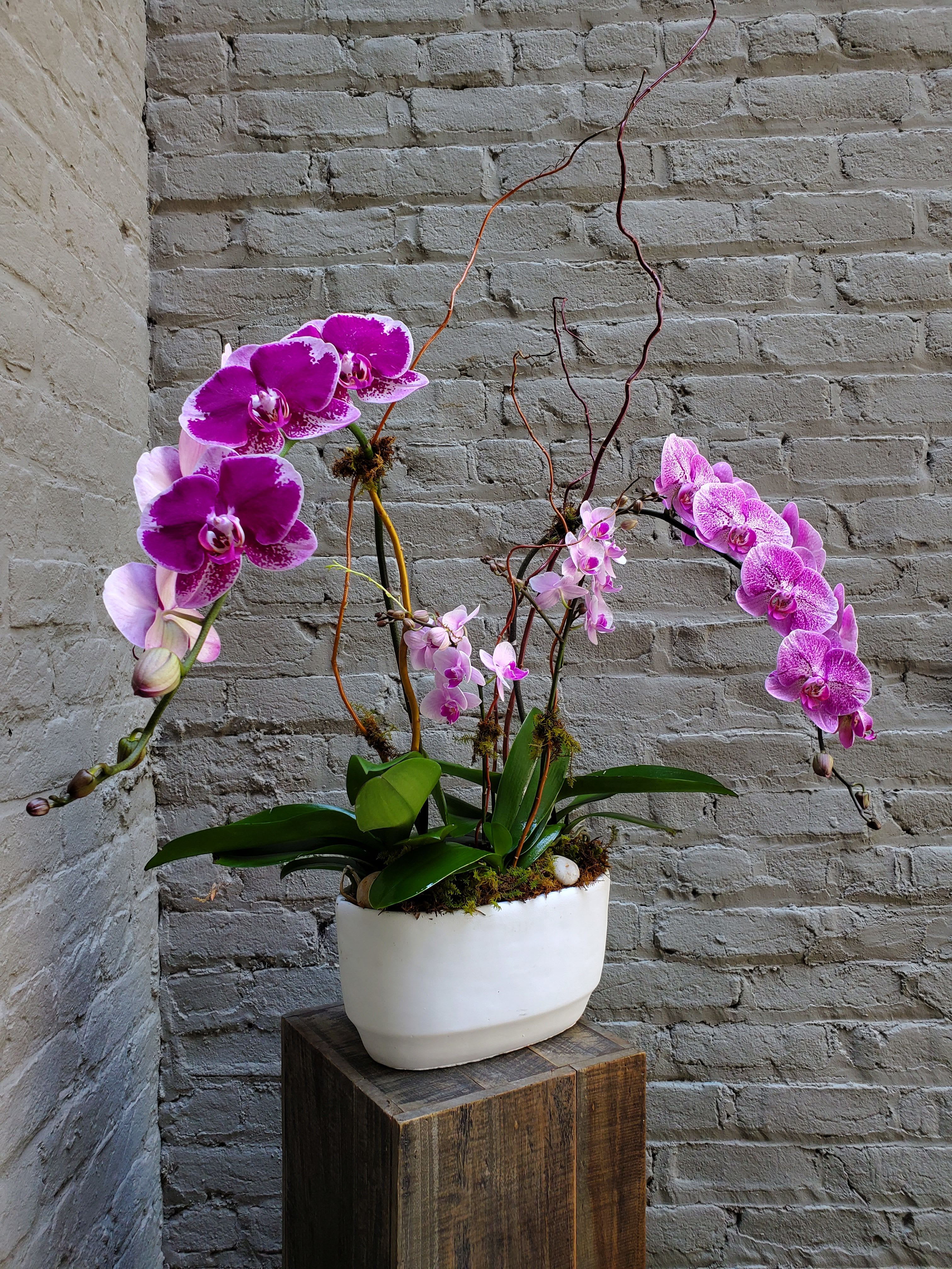 Colorful Multi-Orchid Planter - Three vibrant blooming orchid plants potted in a modern concrete trough planter, finished with willow branching and fresh moss to create a striking display.  Upgrade to deluxe for an additional blooming stem, or premium for two extra stems!  Measures approximately 30" tall x 20" wide.