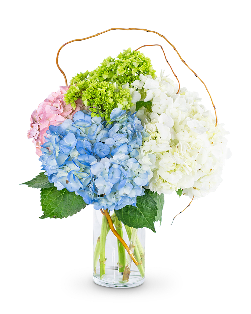 Hydrangea arrangement in blue, pink, white, and green in a glass vase
