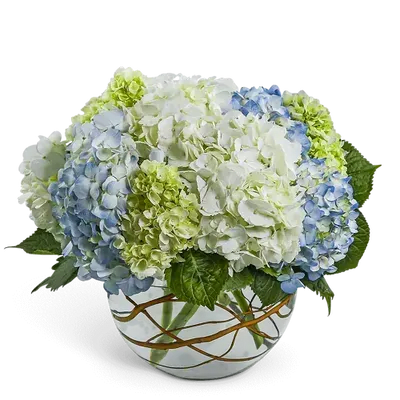 Modern Hydrangea - Modern Hydrangea features a clean, rounded design of lush hydrangeas arranged in a clear glass bowl with natural willow accents. This fresh, contemporary piece is a stylish gift or centerpiece, available for local flower delivery. Flowers and container may vary slightly based on availability, but the overall look will be thoughtfully recreated.