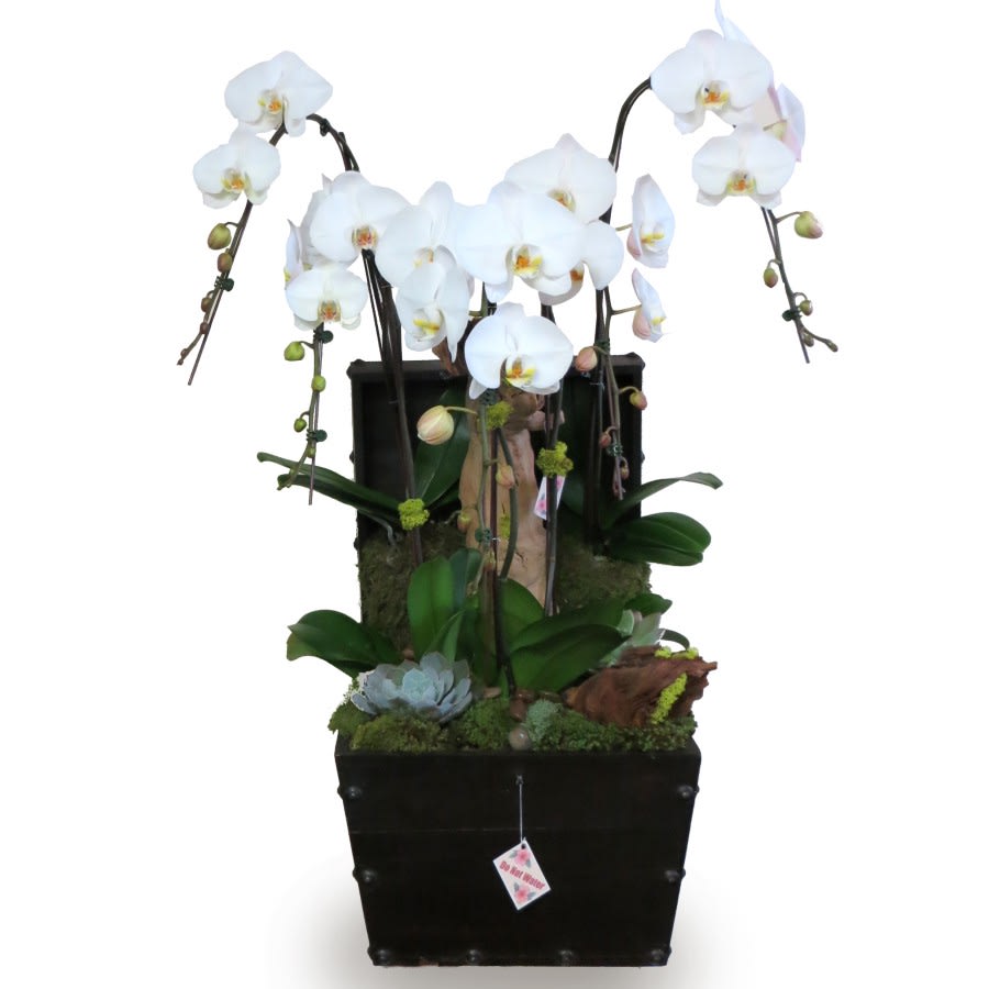 White orchid arrangement in a black square planter with succulents