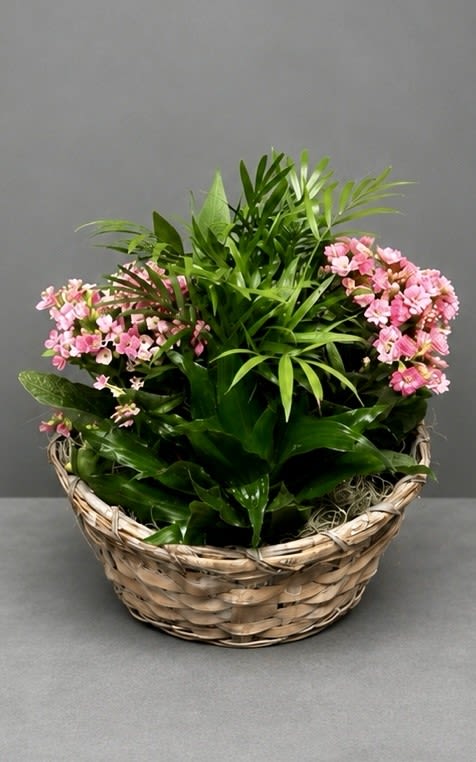 Dish Garden with Blooms - 10inch  - Woven basket dish garden with lush green foliage and clusters of blooms, moss-lined centerpiece.