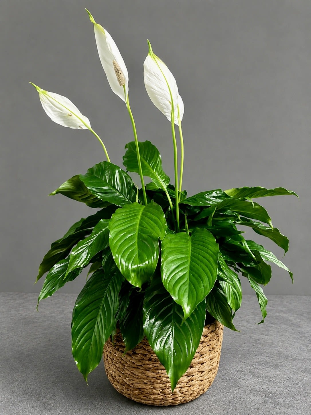 Peace Lily 10 inch  - Lush peace lily with glossy green leaves and upright white blooms in a woven basket planter-calming, elegant greenery perfect for home décor or a sympathy gift.
