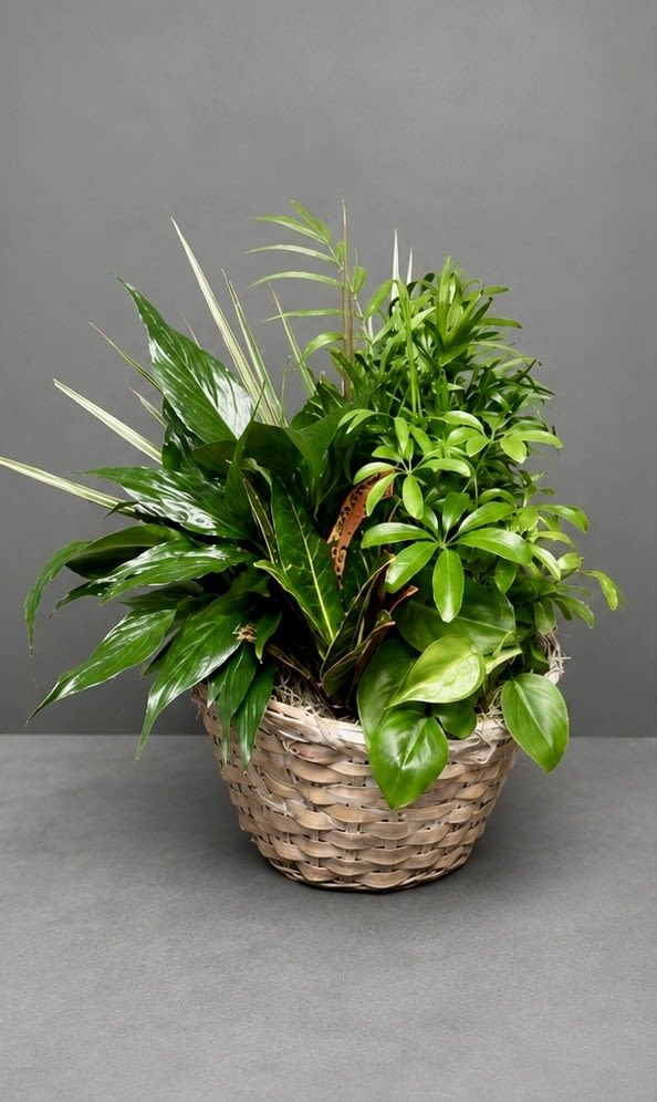 Dish Garden 10inch  - Lush mixed green houseplants with varied leaves in a woven basket-textured, tropical-style indoor display perfect for freshening home décor or gifting plant lovers.