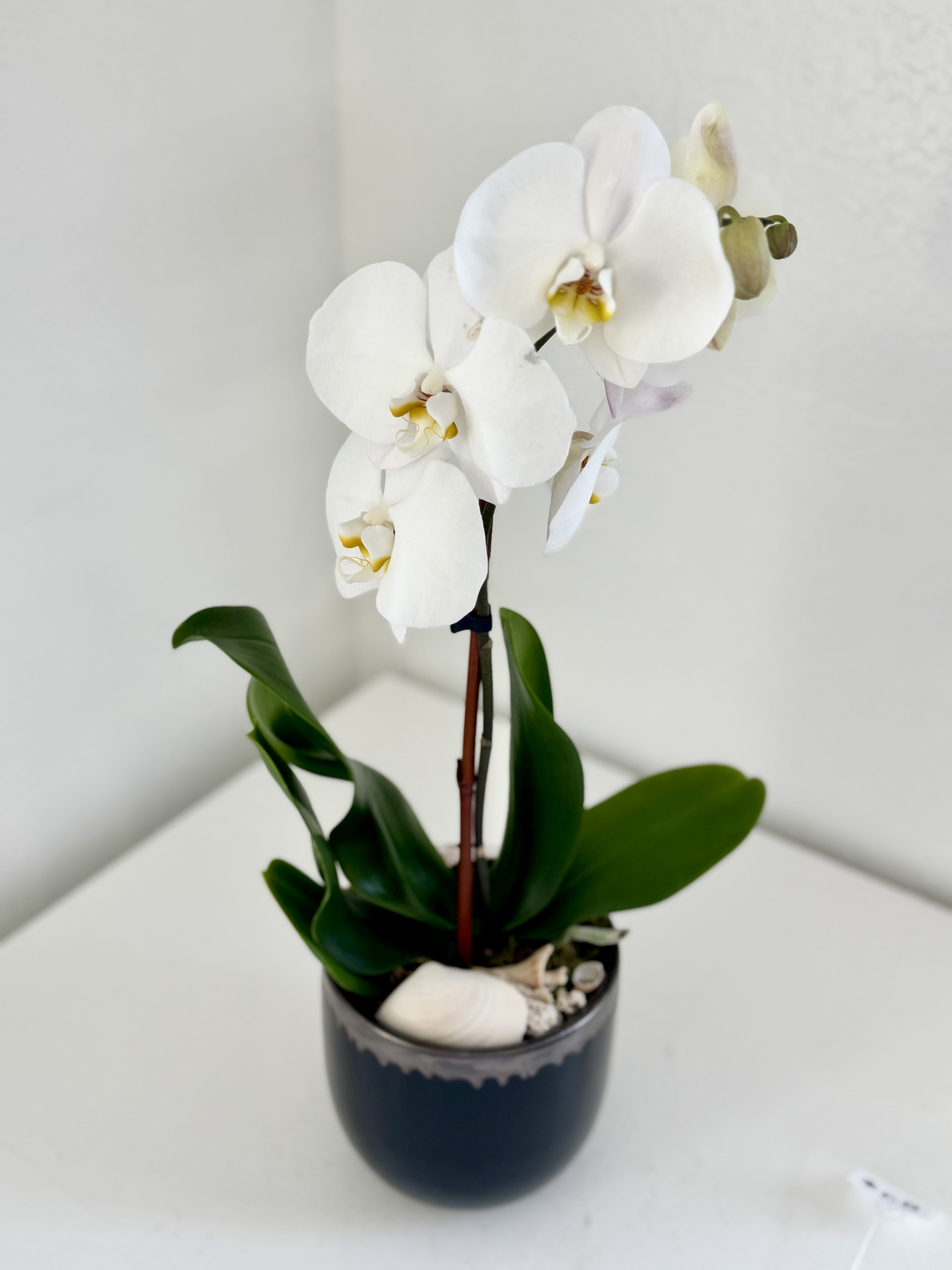 White orchid plant in a dark ceramic pot with decorative stones