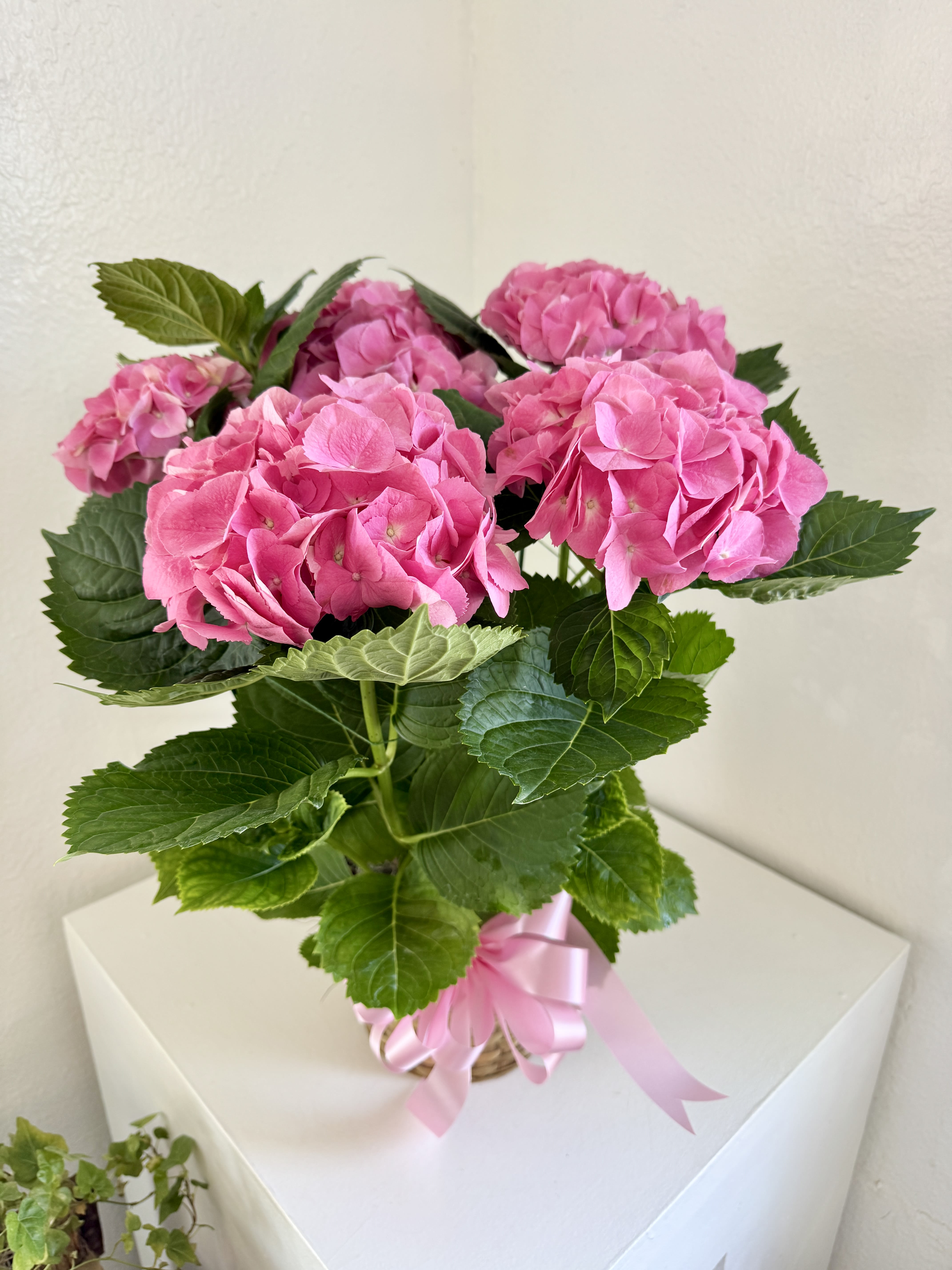 Pink hydrangea blooms in a basket tied with a pink ribbon