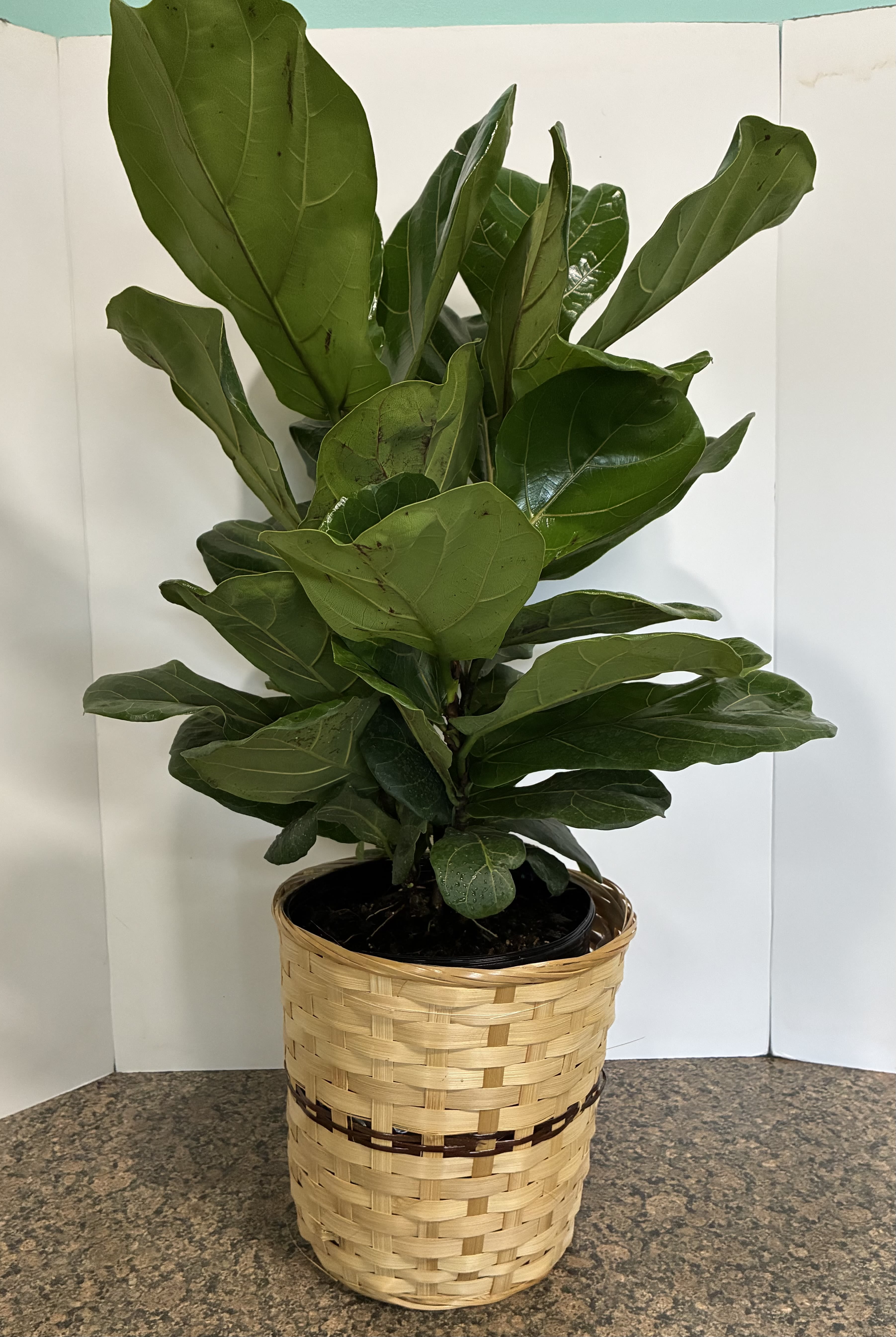 Fiddle Fig Plant  - Fiddle Fig Plant in a 8 inch Basket.