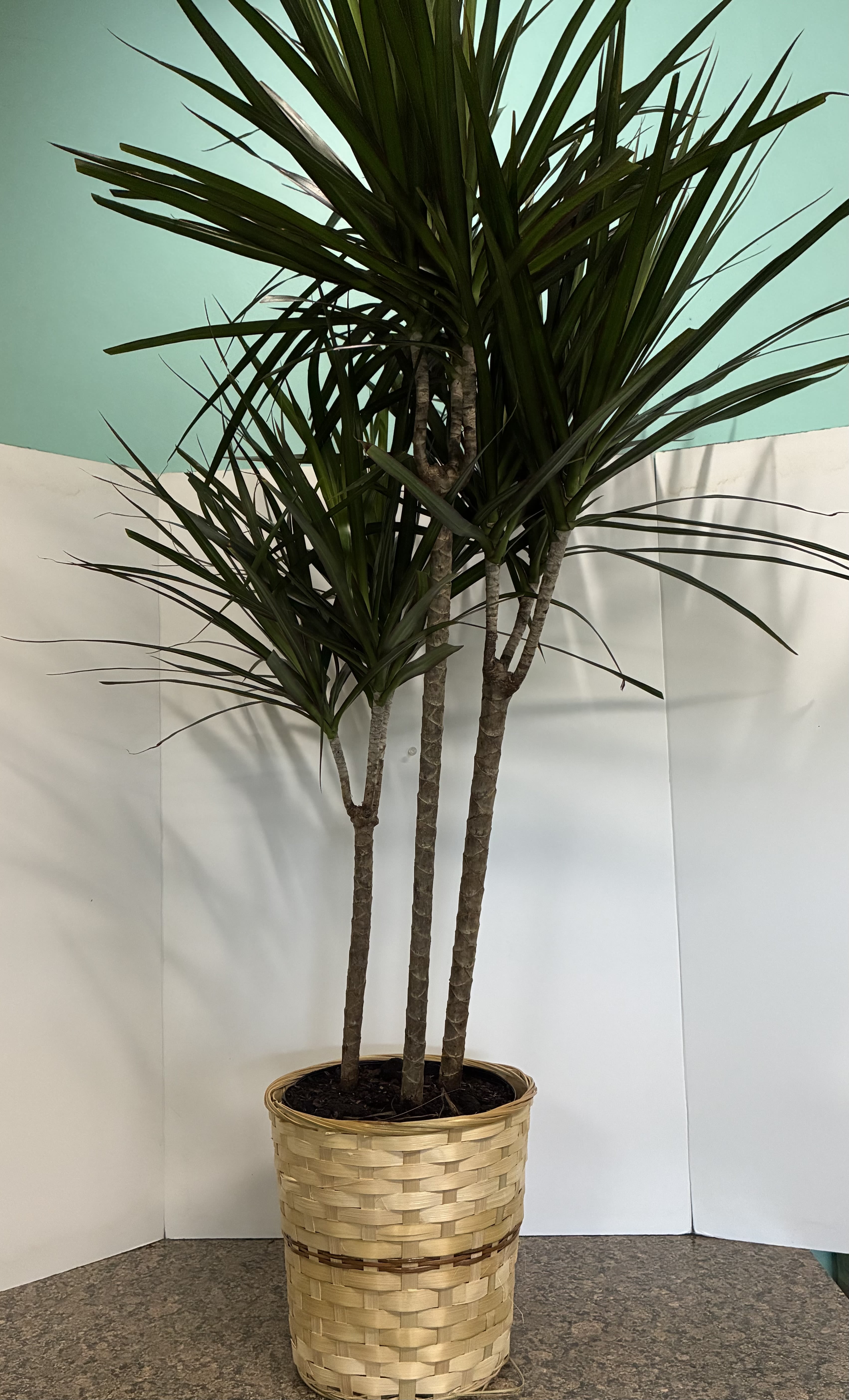  Dracaena Marginata Plant - Dracaena Marginata Plant in a 8 inch Basket. 