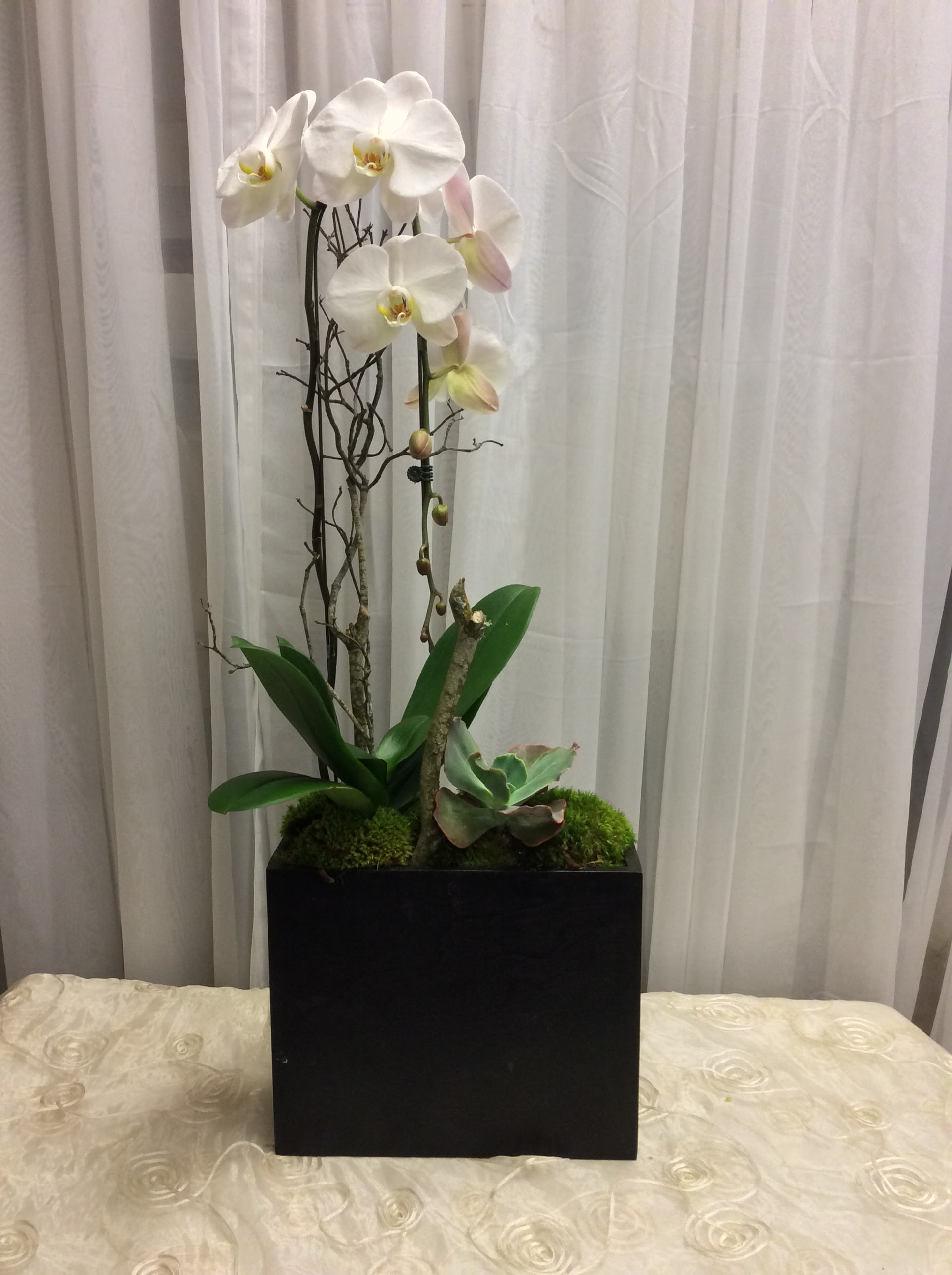 White orchids in a black planter with moss and succulents