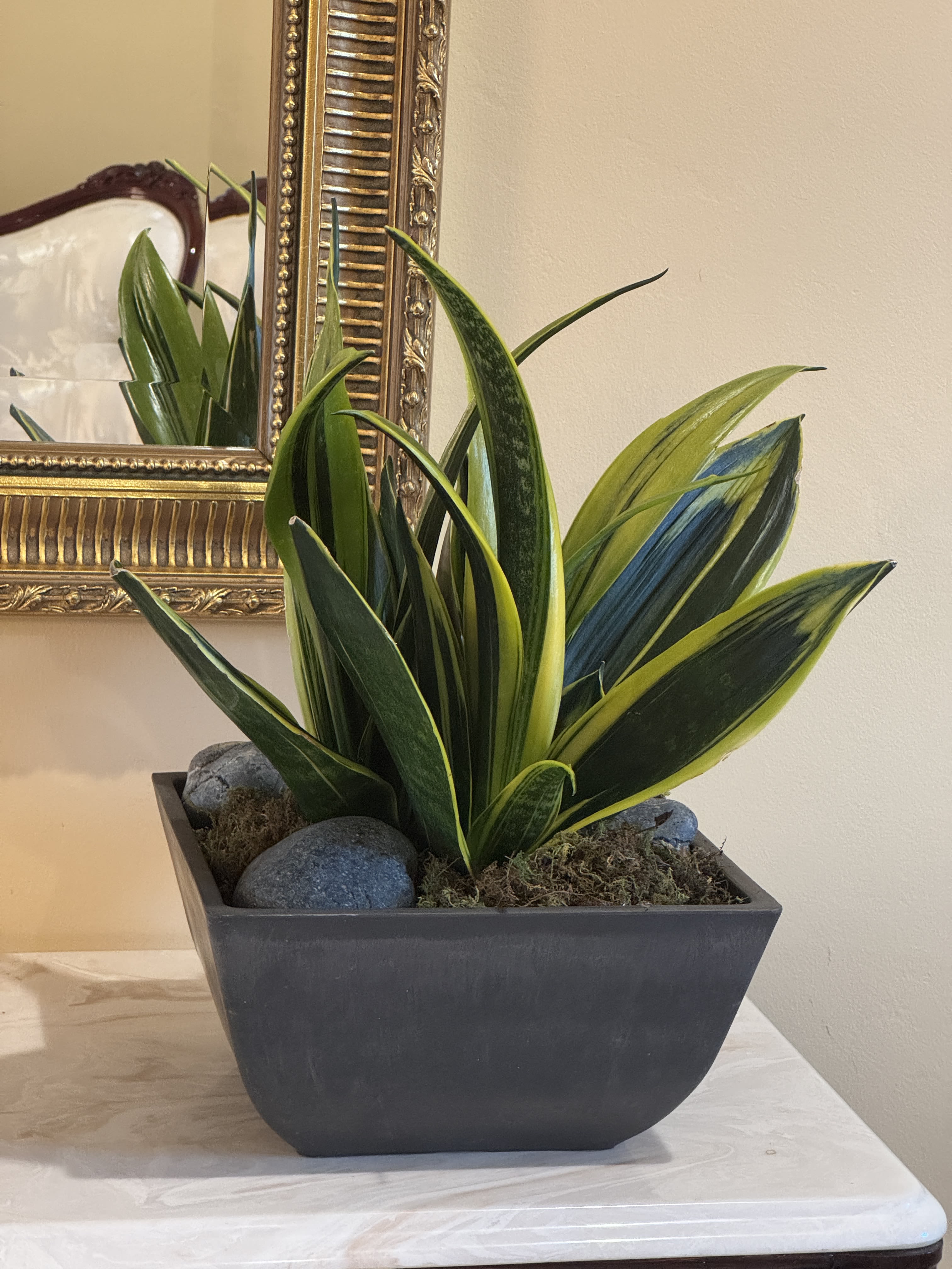 Potted snake plant in a rectangular black planter with decorative stones