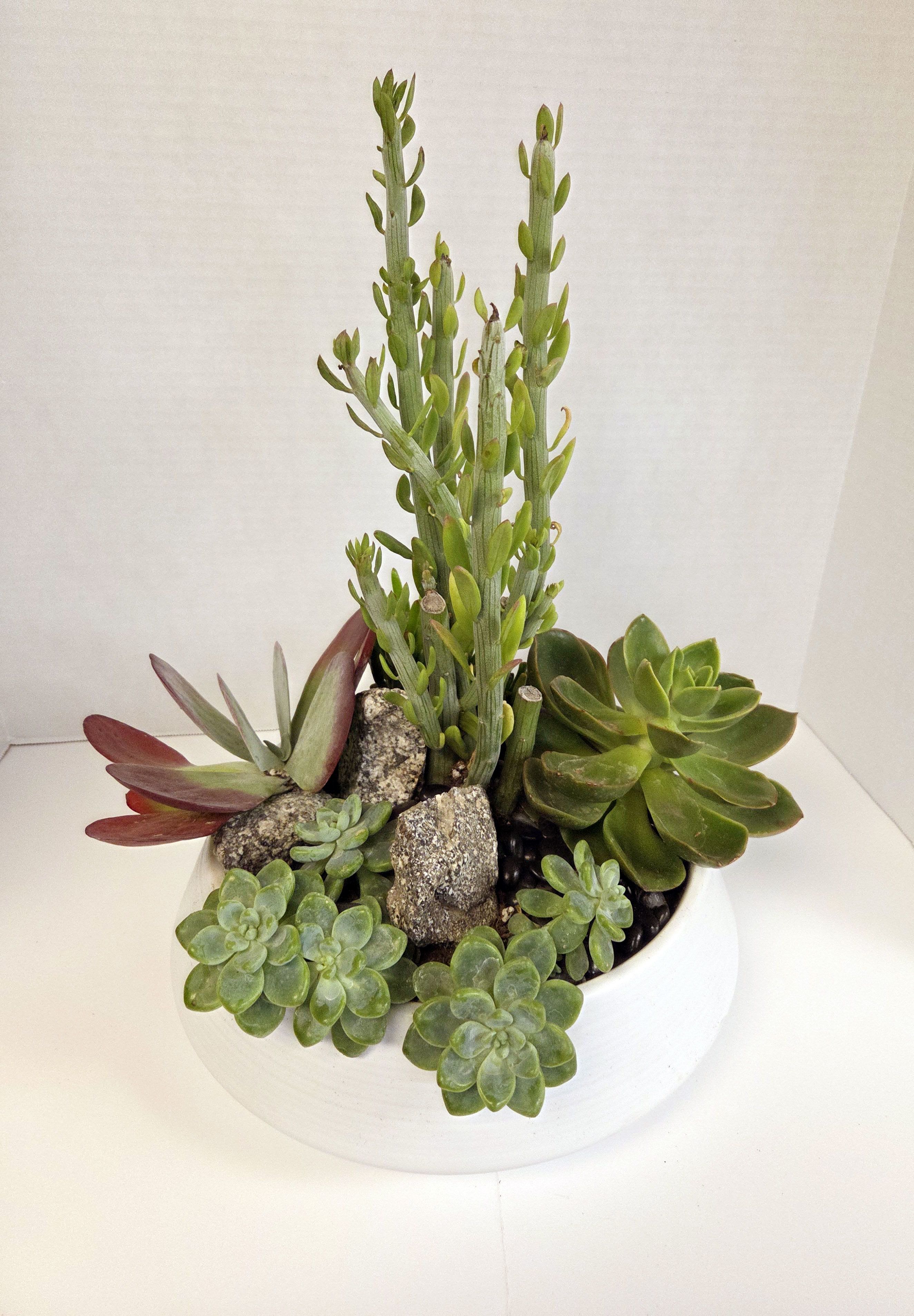 Succulent arrangement in a white bowl planter with rocks