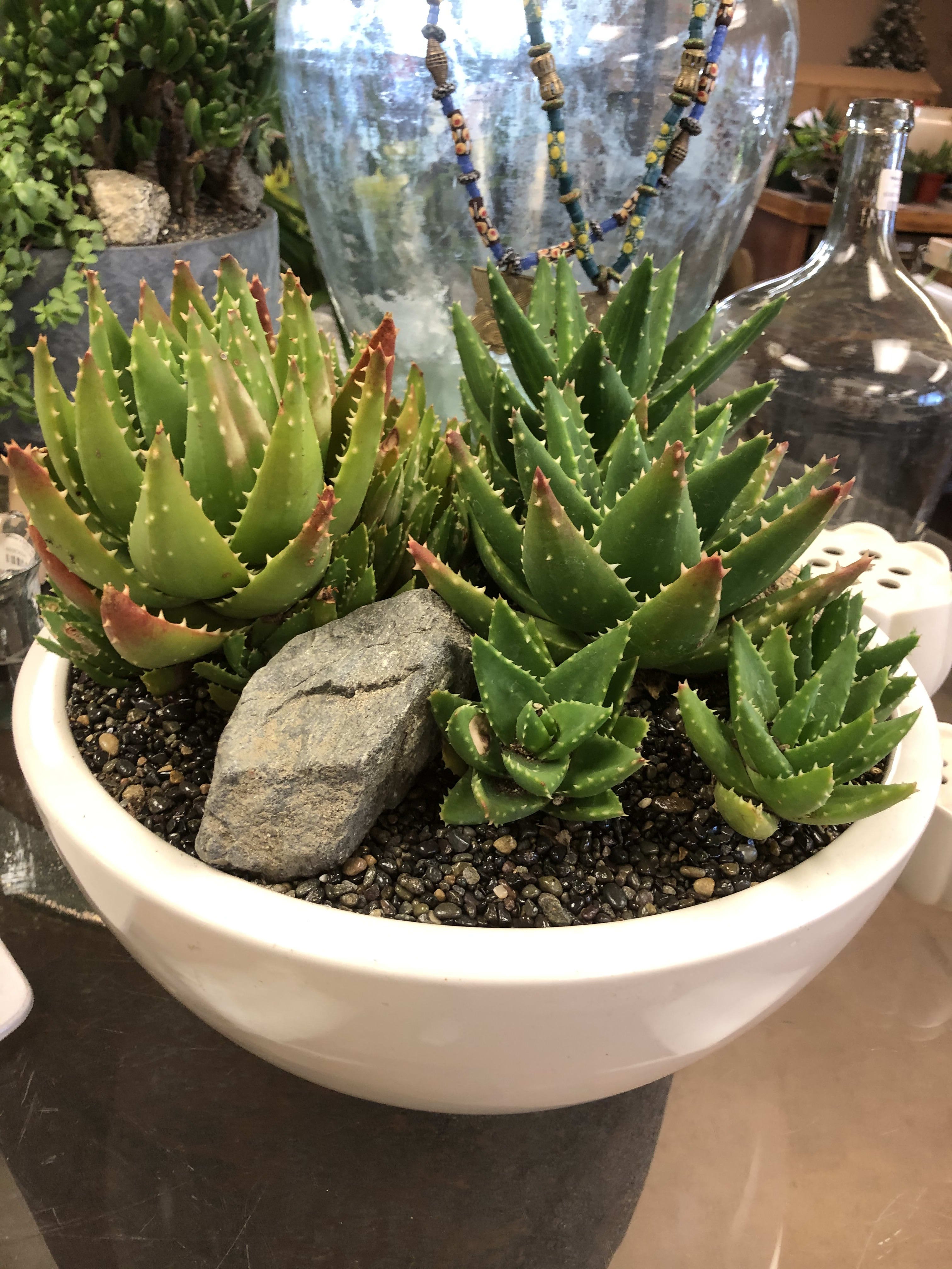 Potted succulent arrangement with spiky aloe plants and decorative stones