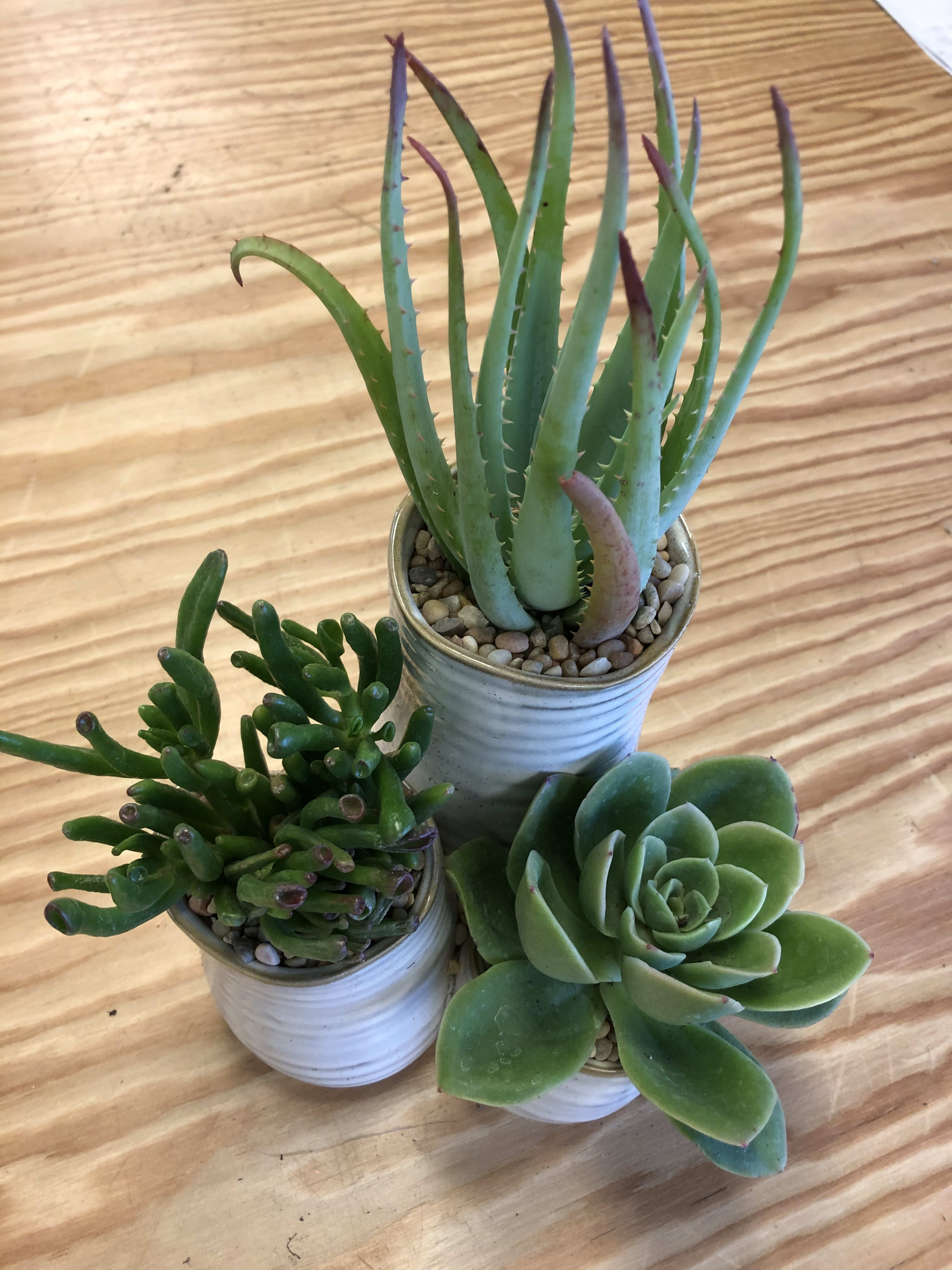 Three small potted succulents on a wooden surface.
