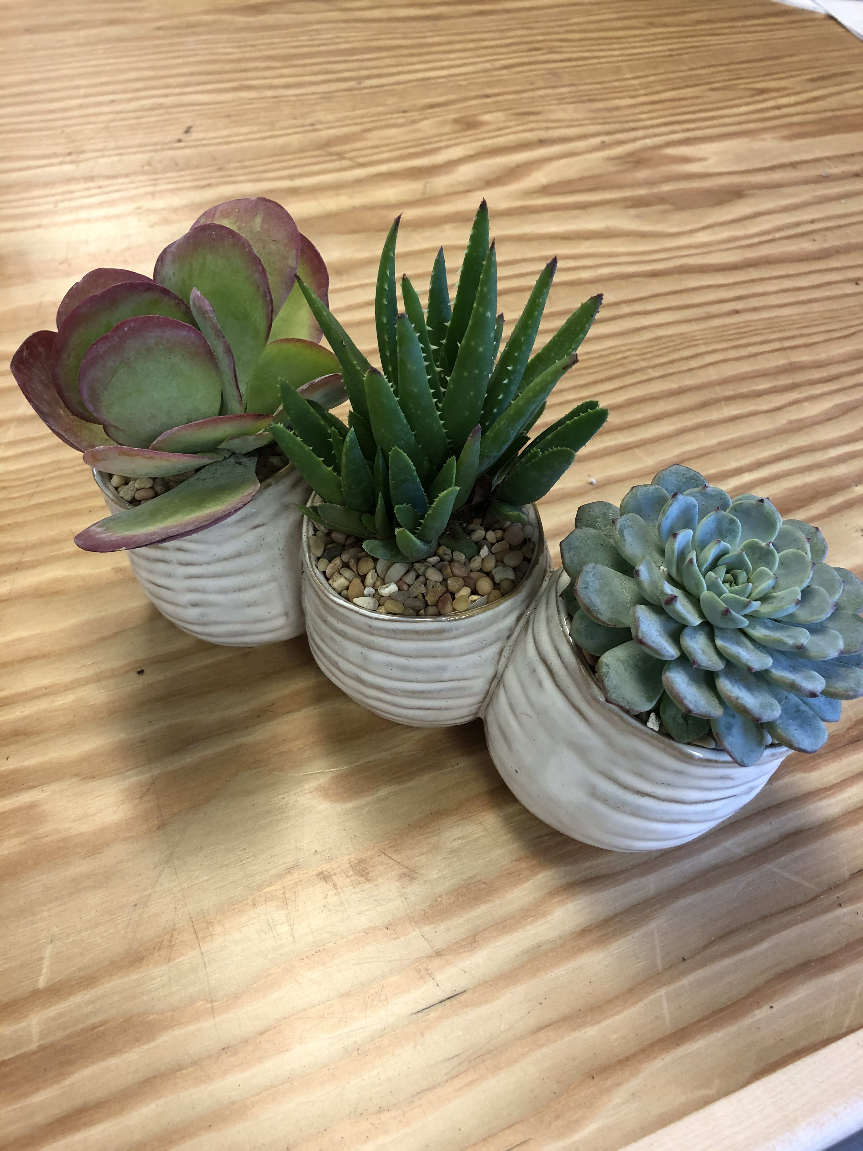 Three small potted succulents in white ceramic pots on a wooden surface