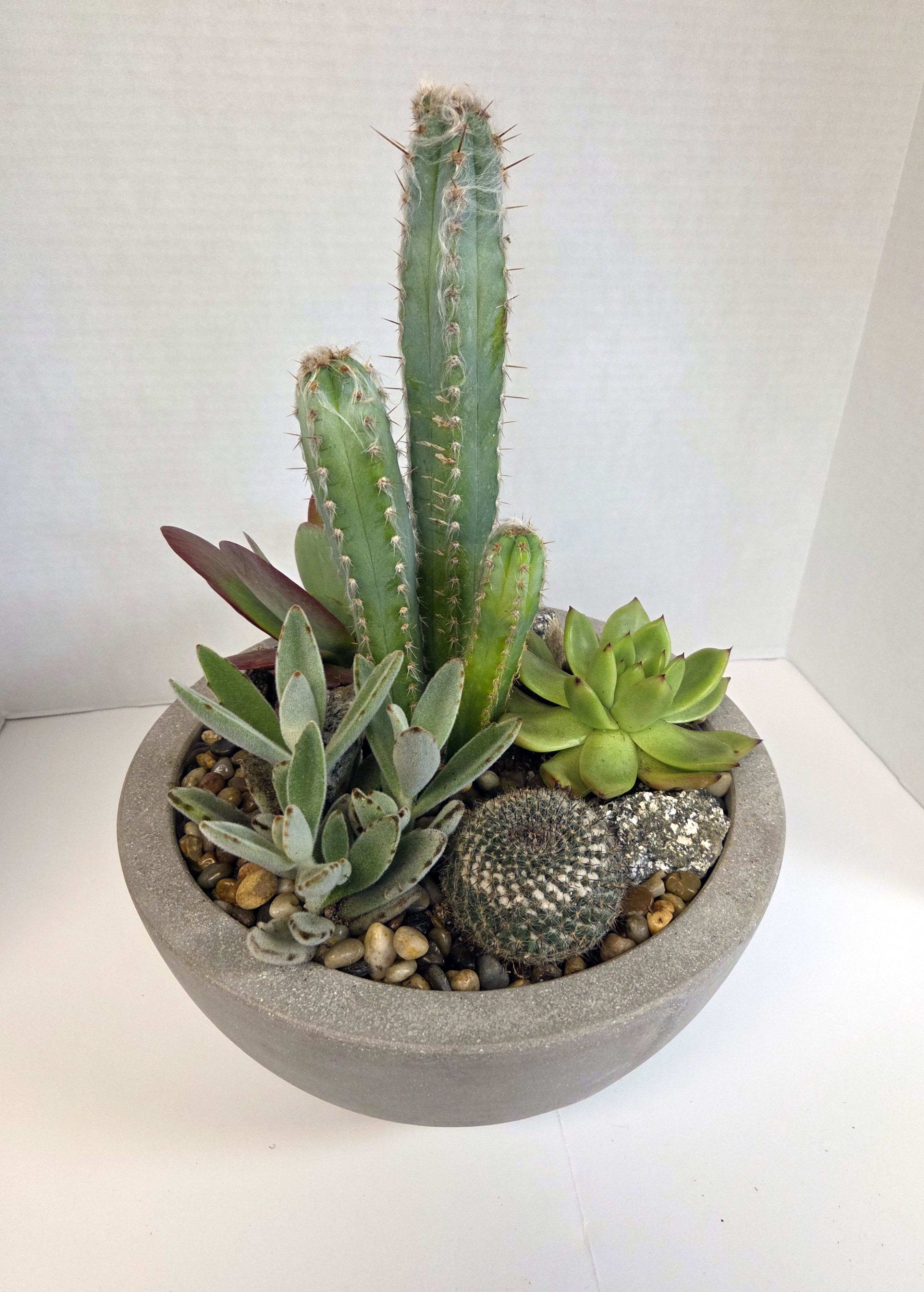 Potted cactus and succulent arrangement in a round gray planter