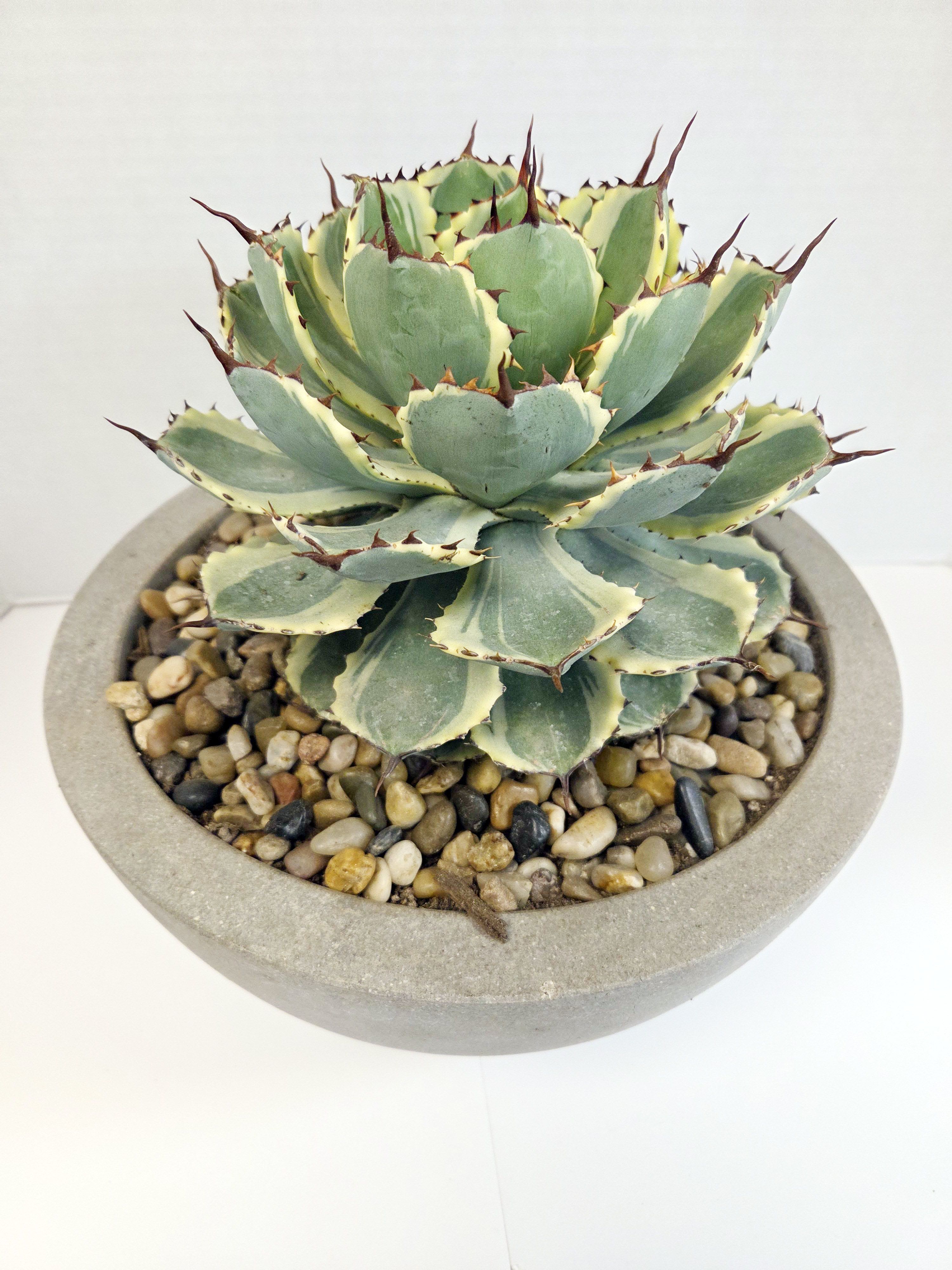 Potted succulent with variegated green leaves in a shallow round planter
