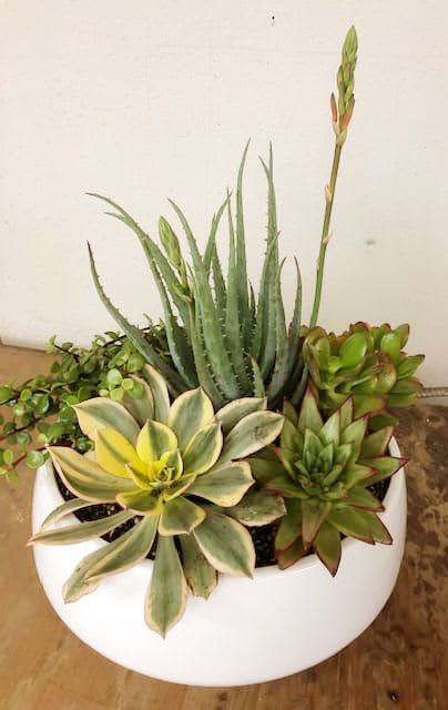 Succulent arrangement in a white bowl planter