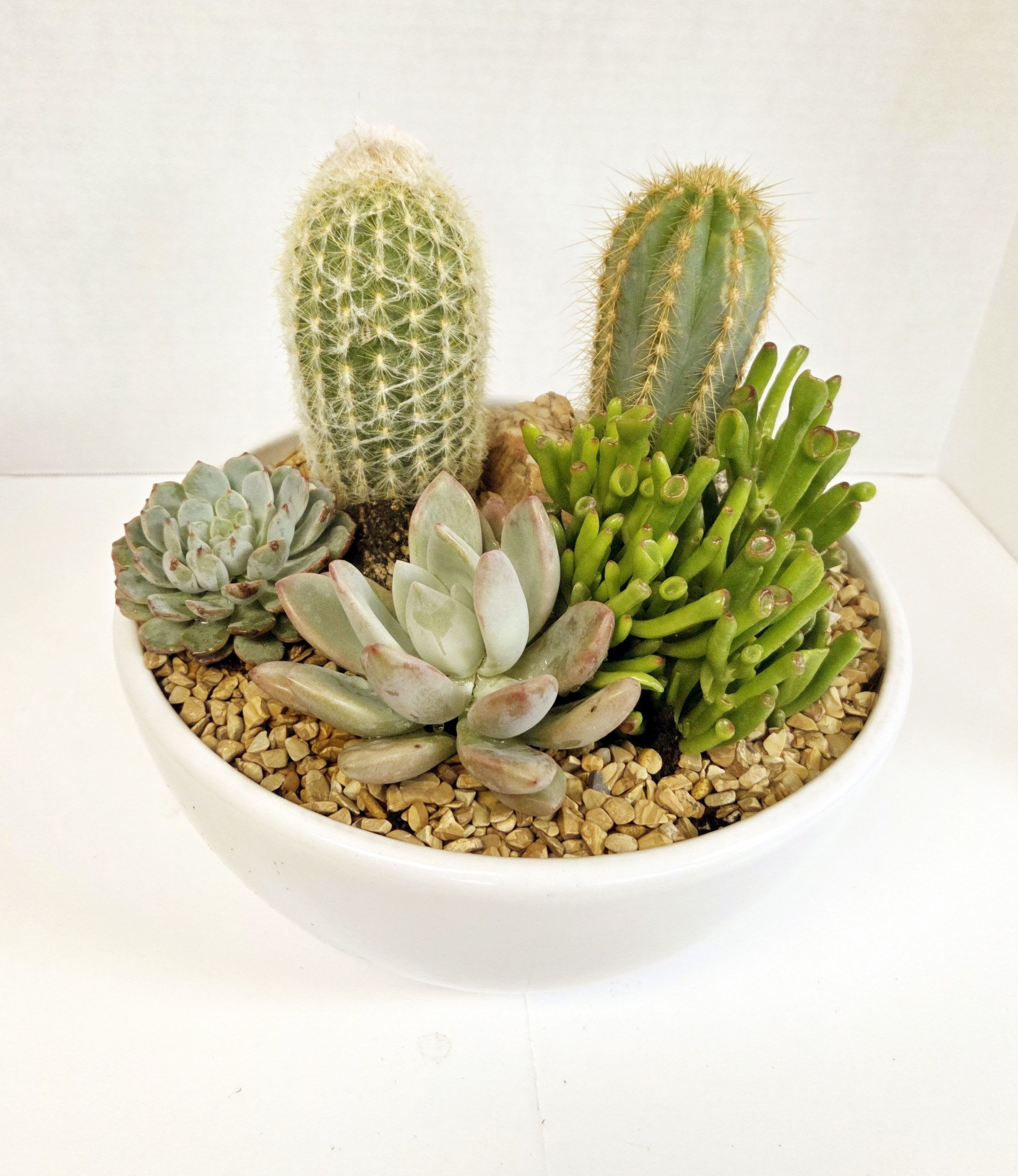 Succulent and cactus arrangement in a white bowl planter