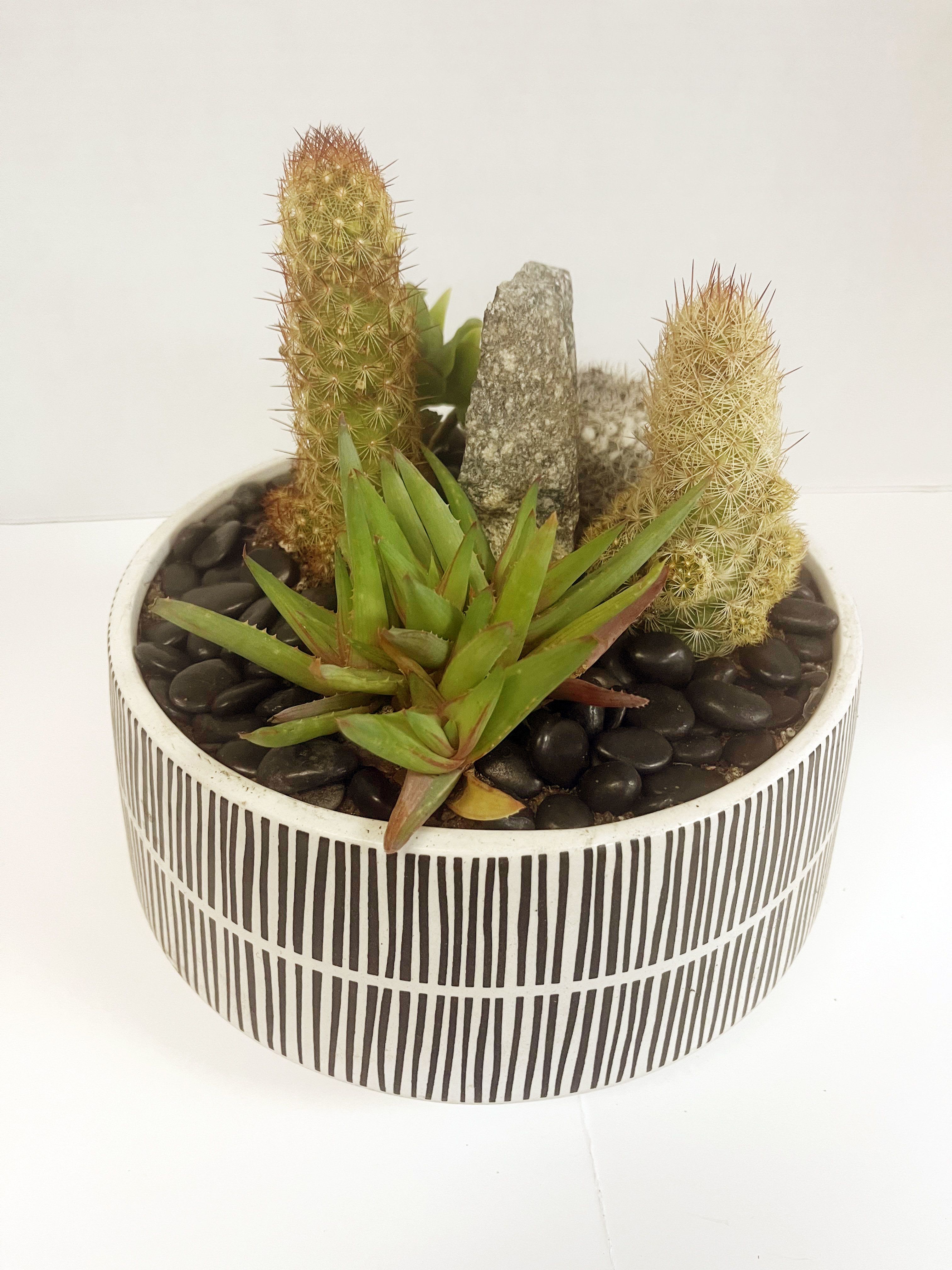 Potted succulent arrangement with two small cacti in a striped ceramic bowl