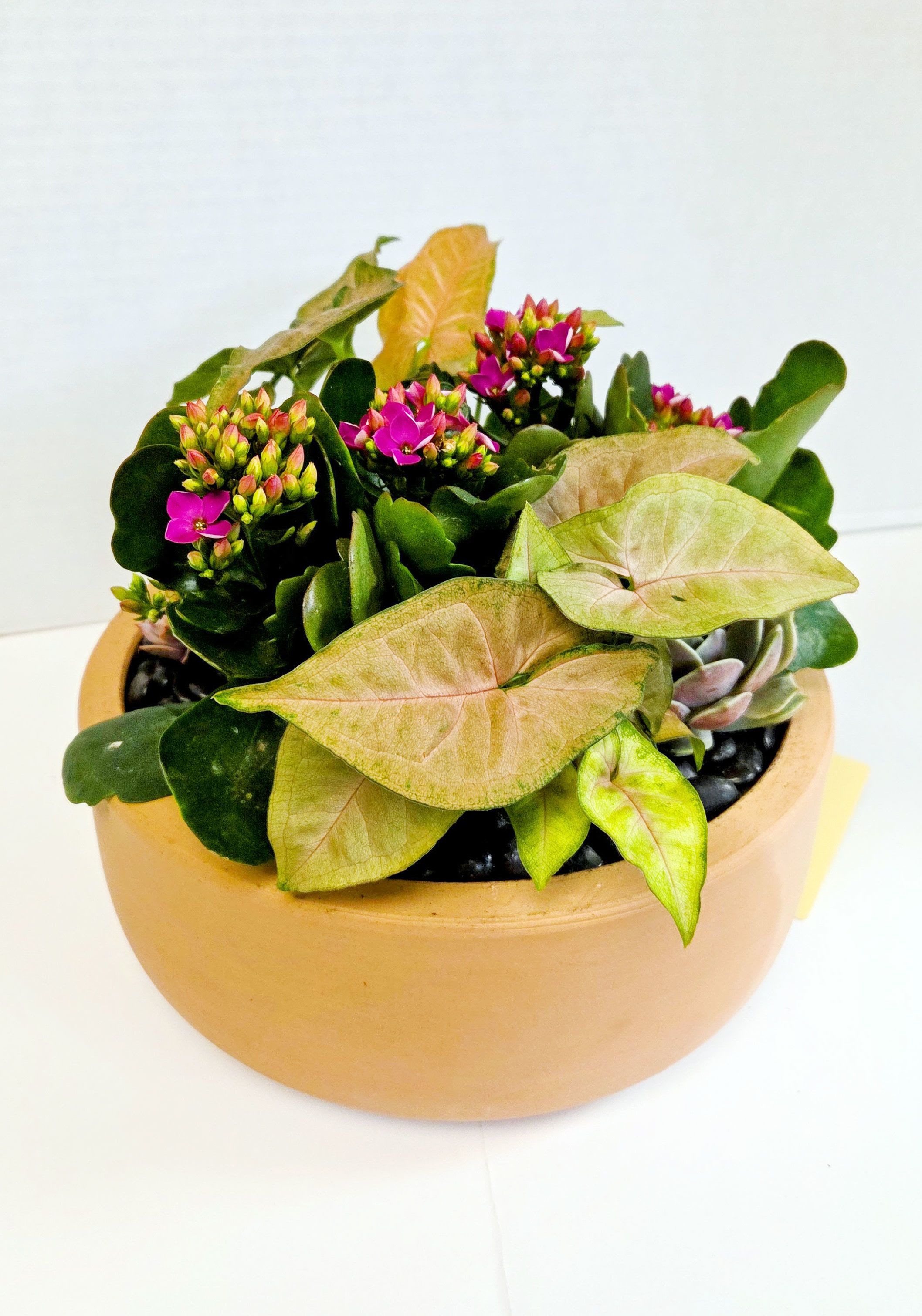 Potted arrangement with pink flowers and pale arrow-shaped leaves