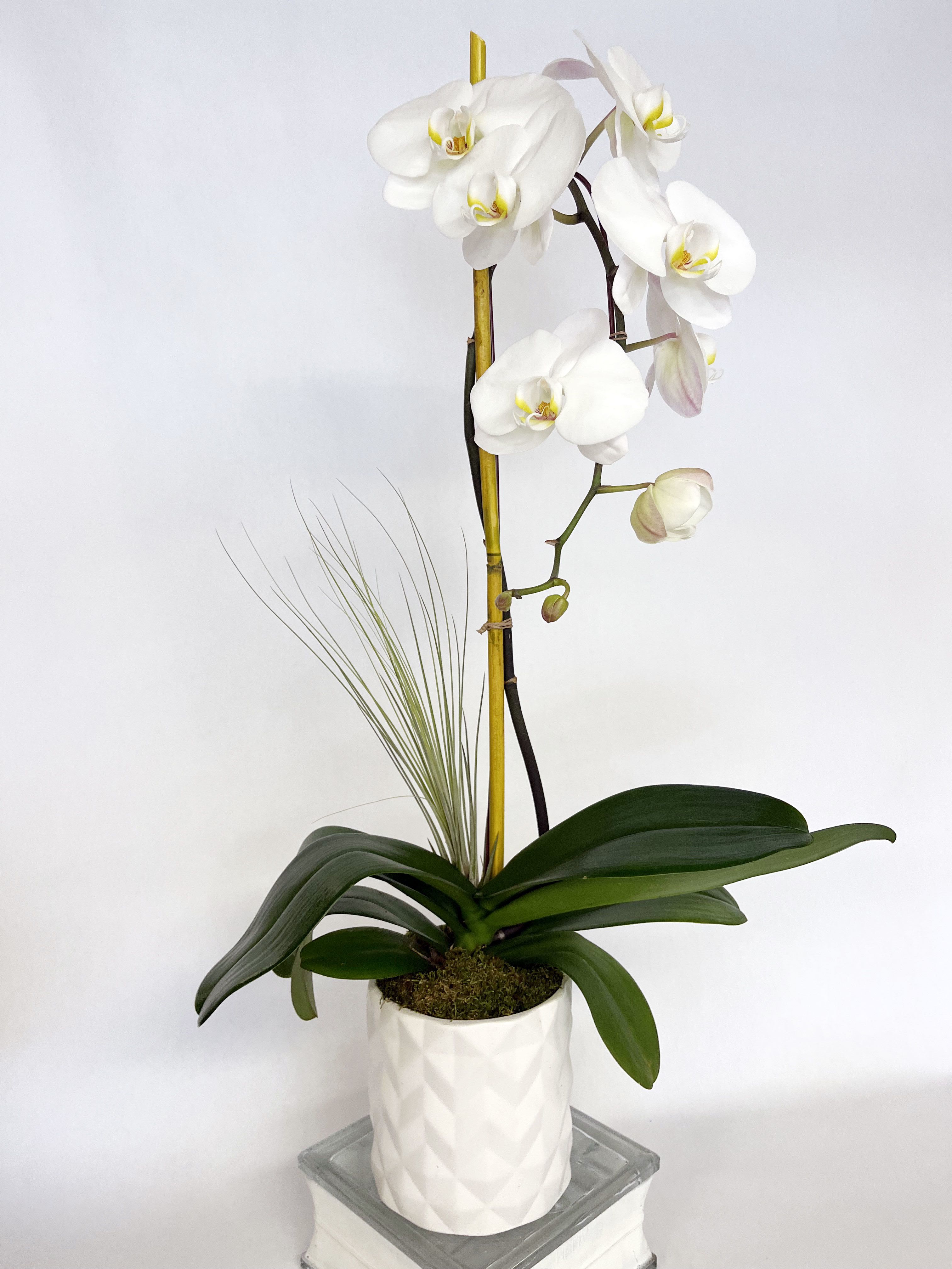 White orchid plant in a white textured pot