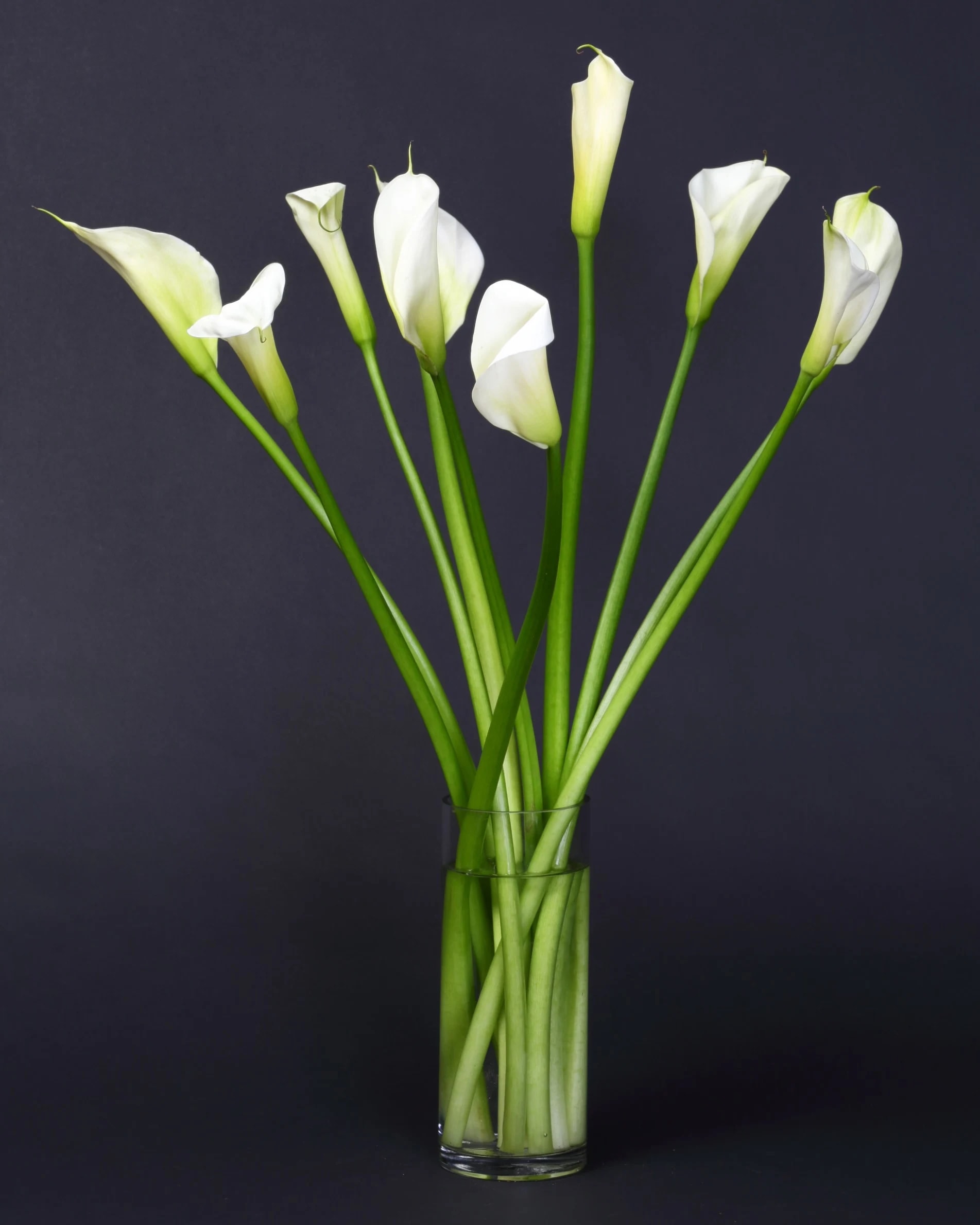 White calla lilies in a clear glass vase