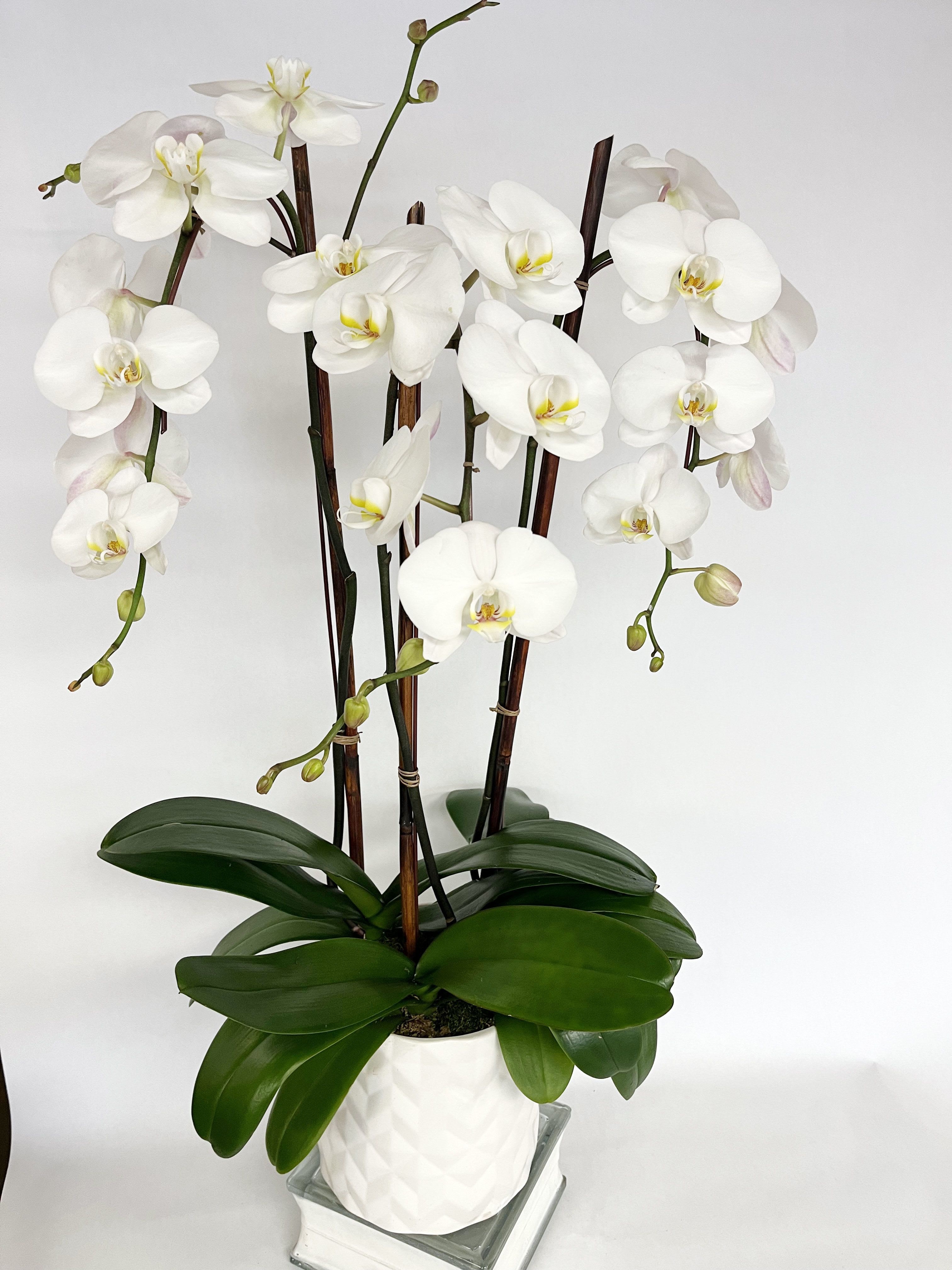 White orchids in a white pot with broad green leaves