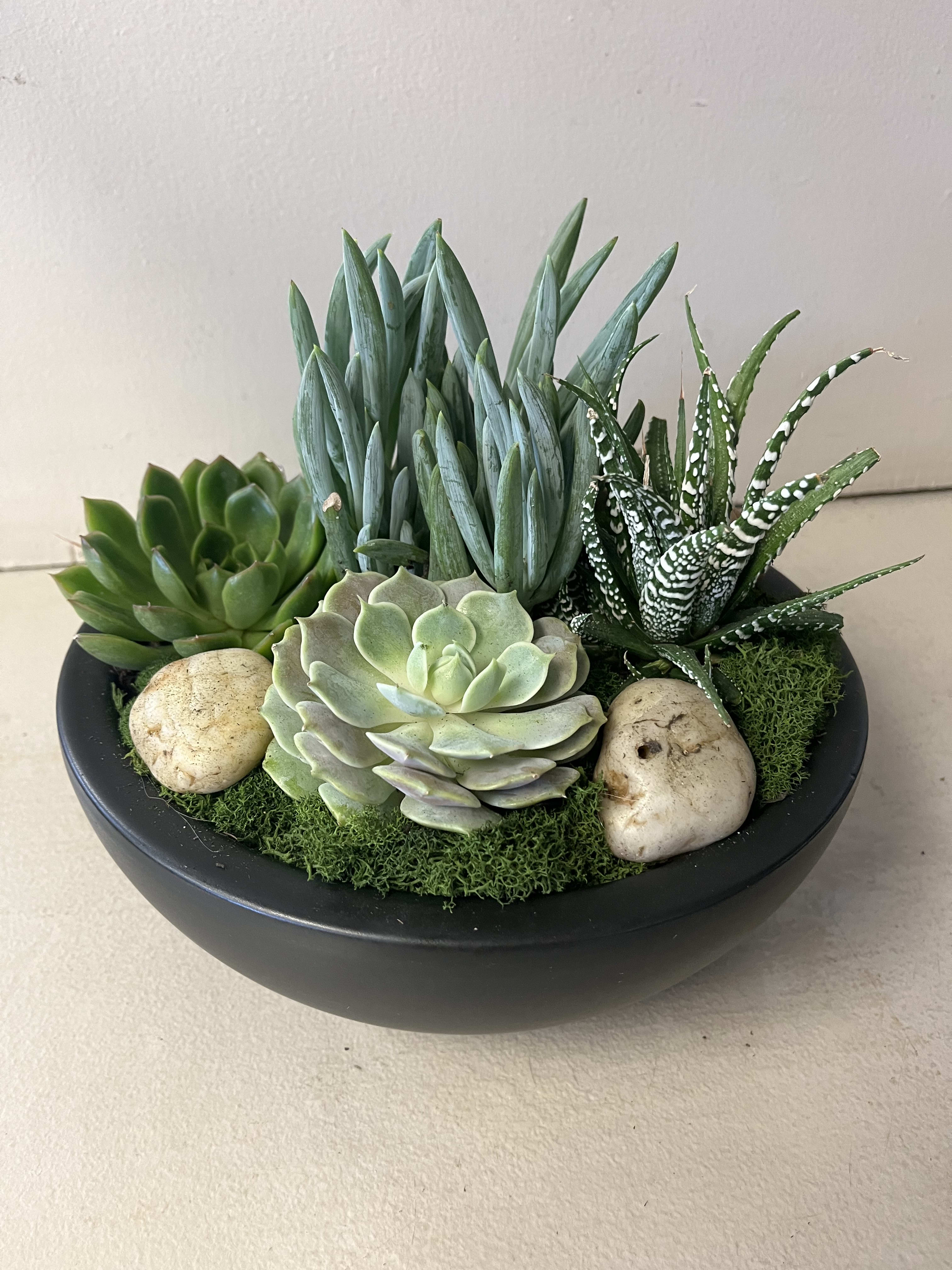 Succulent arrangement in a black bowl with moss and stones