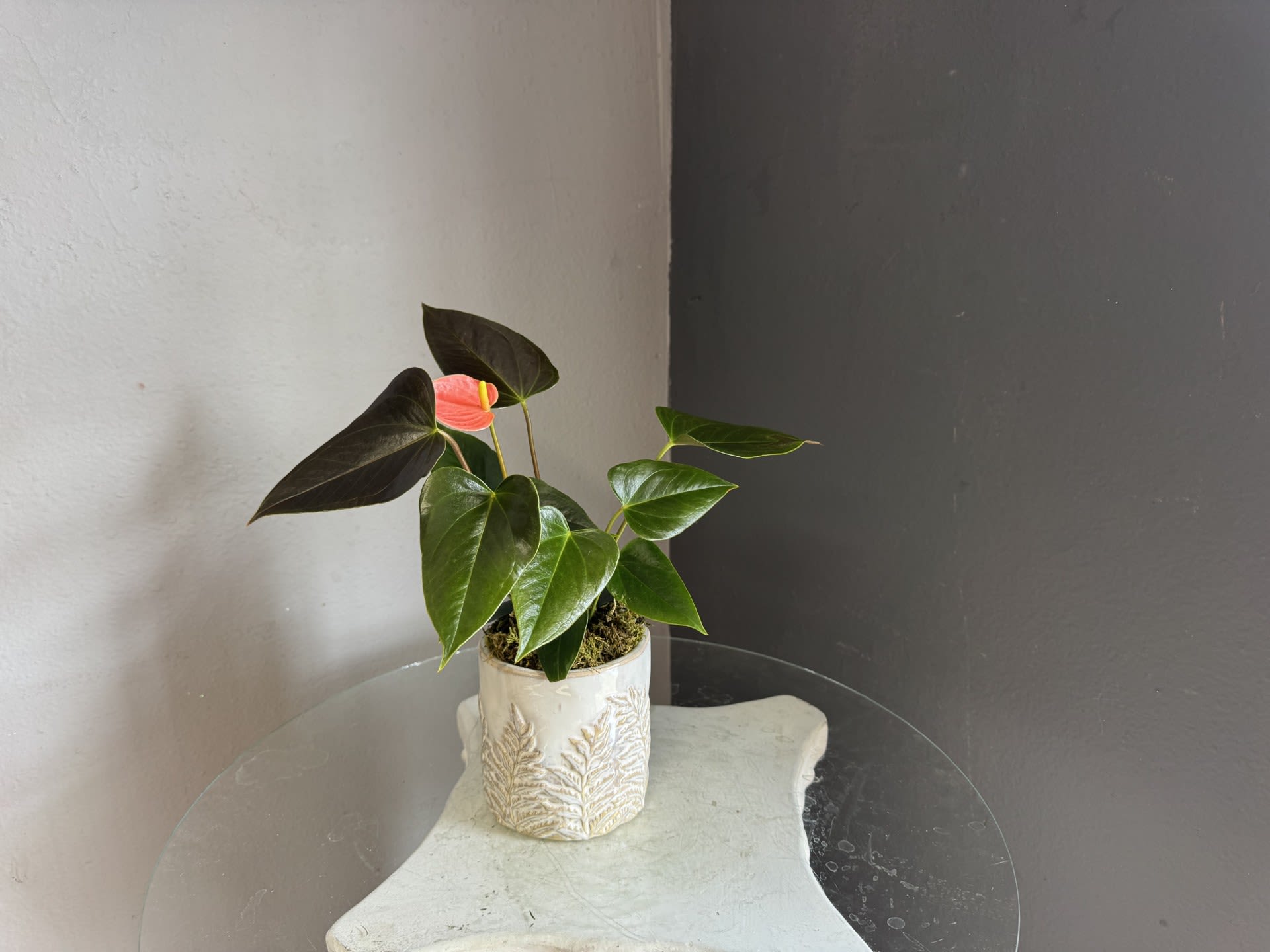 Pink Anthurium plant - pink anthurium in a white pot