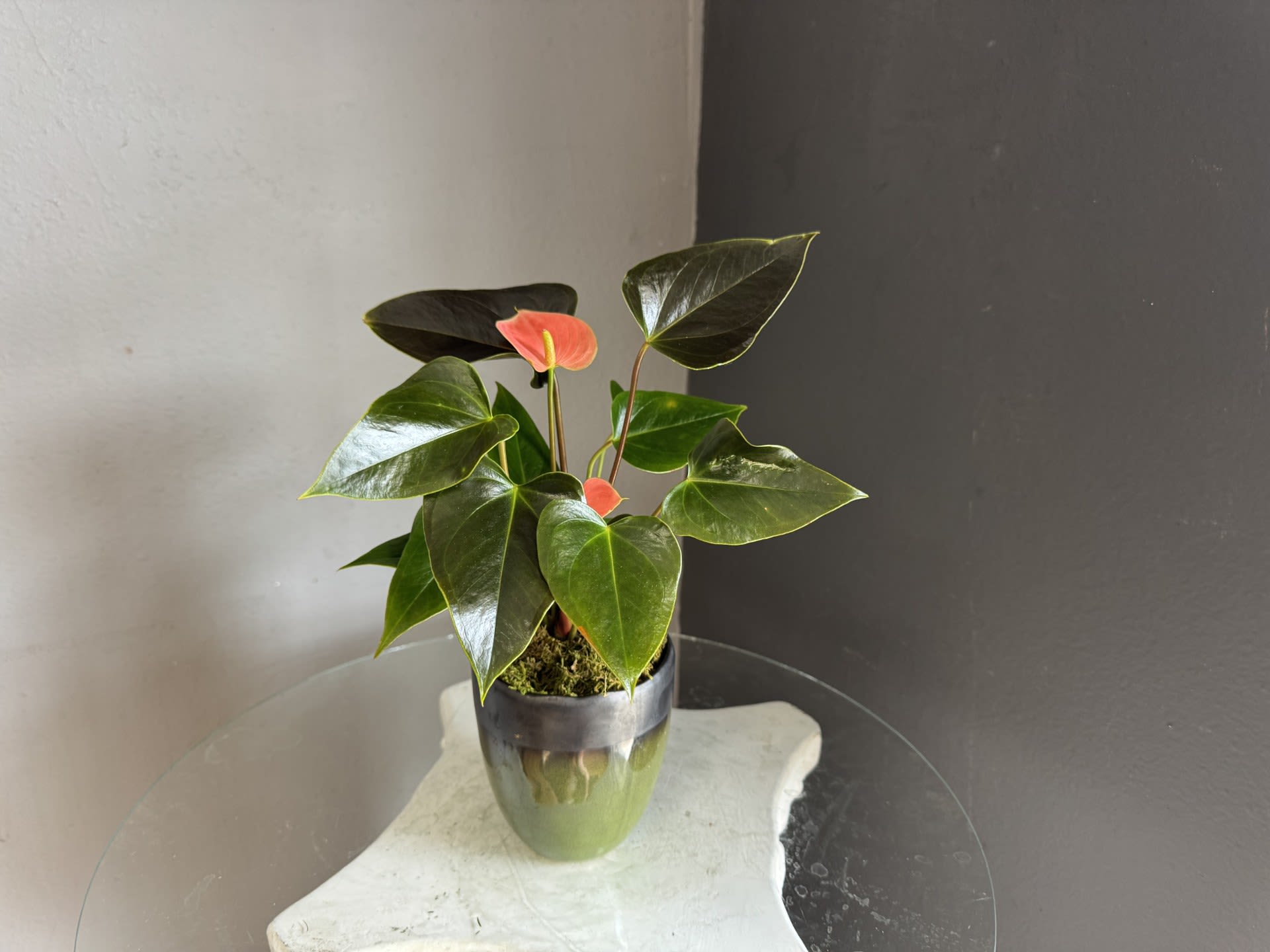 Anthurium in a green pot - pink anthurium in a green pot