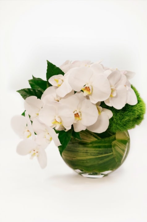 White orchids arranged in a round glass vase with green foliage