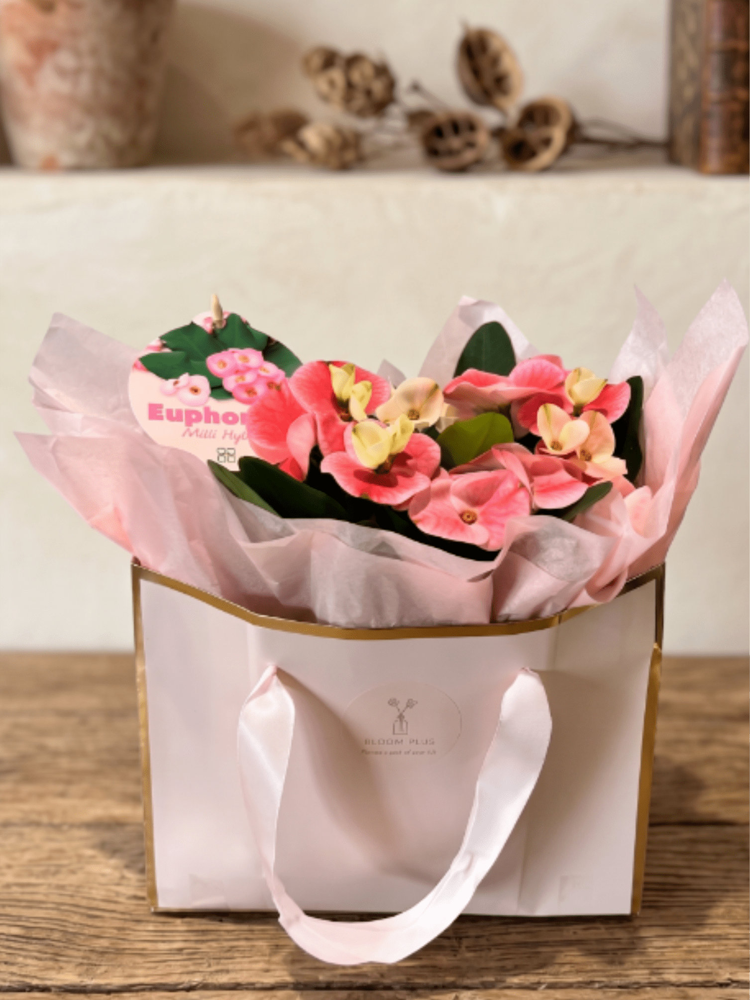 BP121 - Euphoria Planter - This elegant Crown of Thorns (Euphorbia) is arranged in a white ceramic planter / shopping bag and accented with a bed of natural green moss. A perfect, long-lasting piece that brings a cheerful pop of color to any home or office space.  Seasonality: This resilient indoor houseplant is generally available year-round. As a sun-loving plant, it can produce its signature pink blooms continuously throughout the year when provided with a warm environment and bright sunlight.