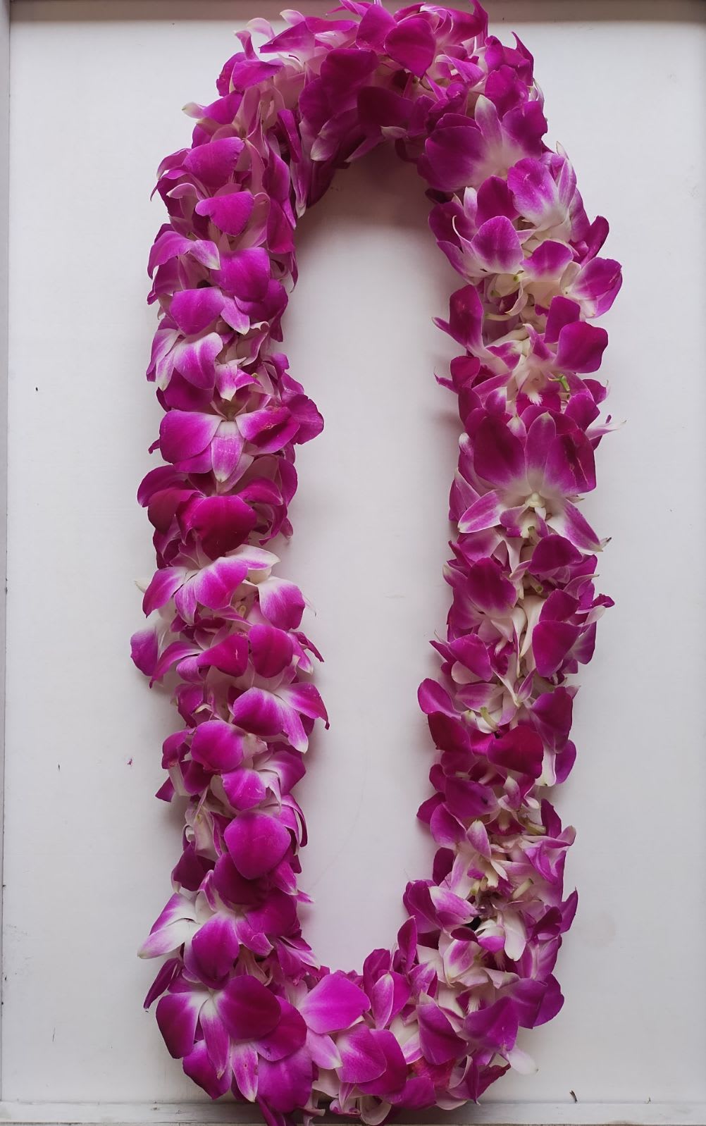 Deluxe Purple Lei - Orchids are nice and full with a thick coverage for a graduate wearing only 1 lei.  For dates outside of our heavy graduation season, please order 5-7 days ahead of time.  Graduation season is  (May 10-20)