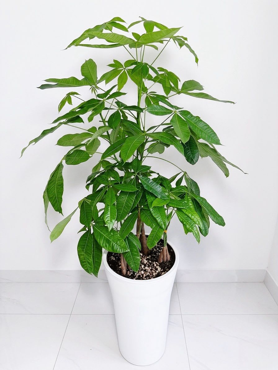 Grand Money #2 - A magnificent and tall Money Tree standing elegantly in a premium high-gloss white planter. This stunning statement plant features healthy, palm-like bright green foliage and expertly braided sturdy trunks topped with decorative pebbles, symbolizing prosperity, wealth, and good fortune for any home or business space.Total height 68"