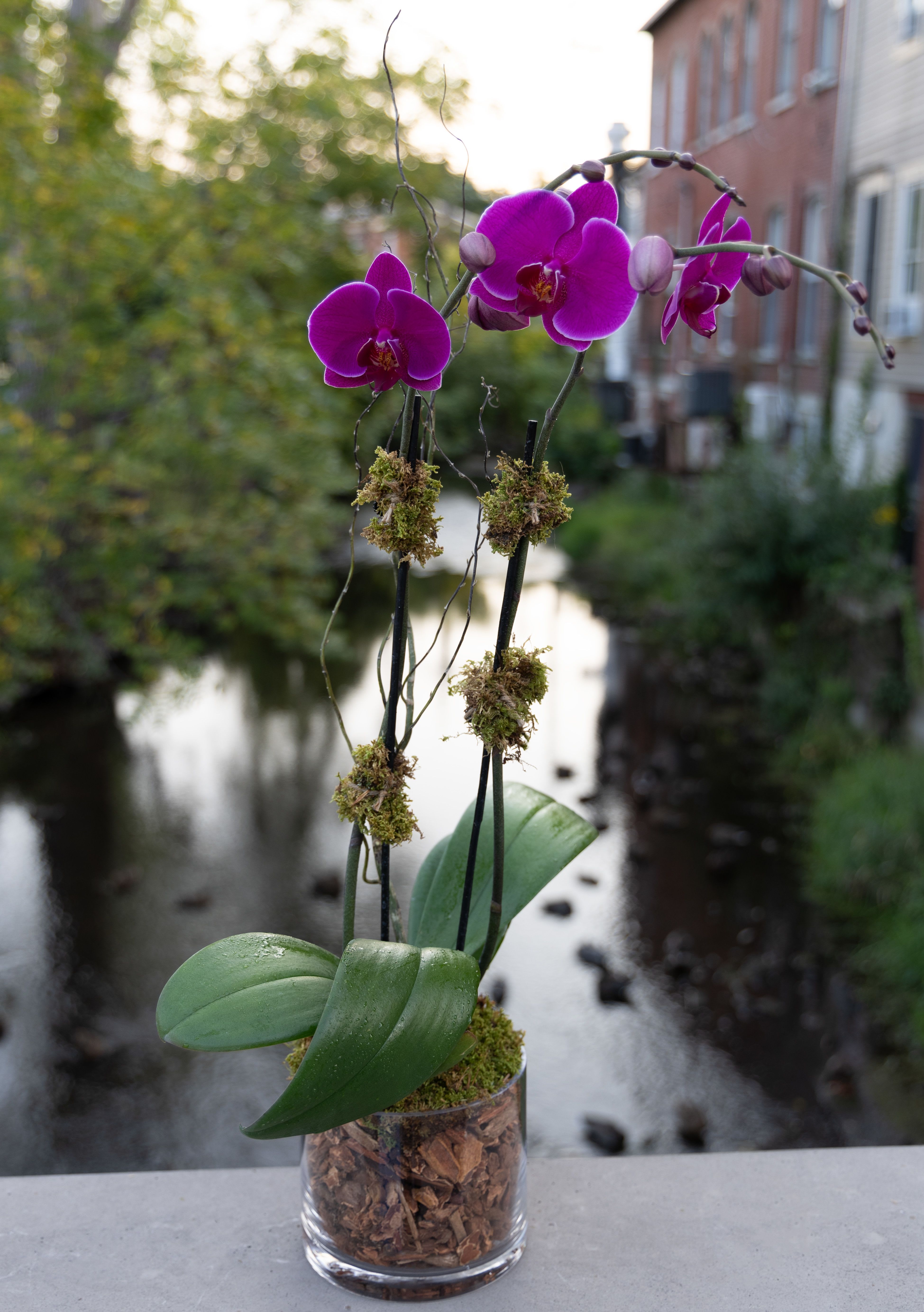 Potted purple orchids in a clear glass container
