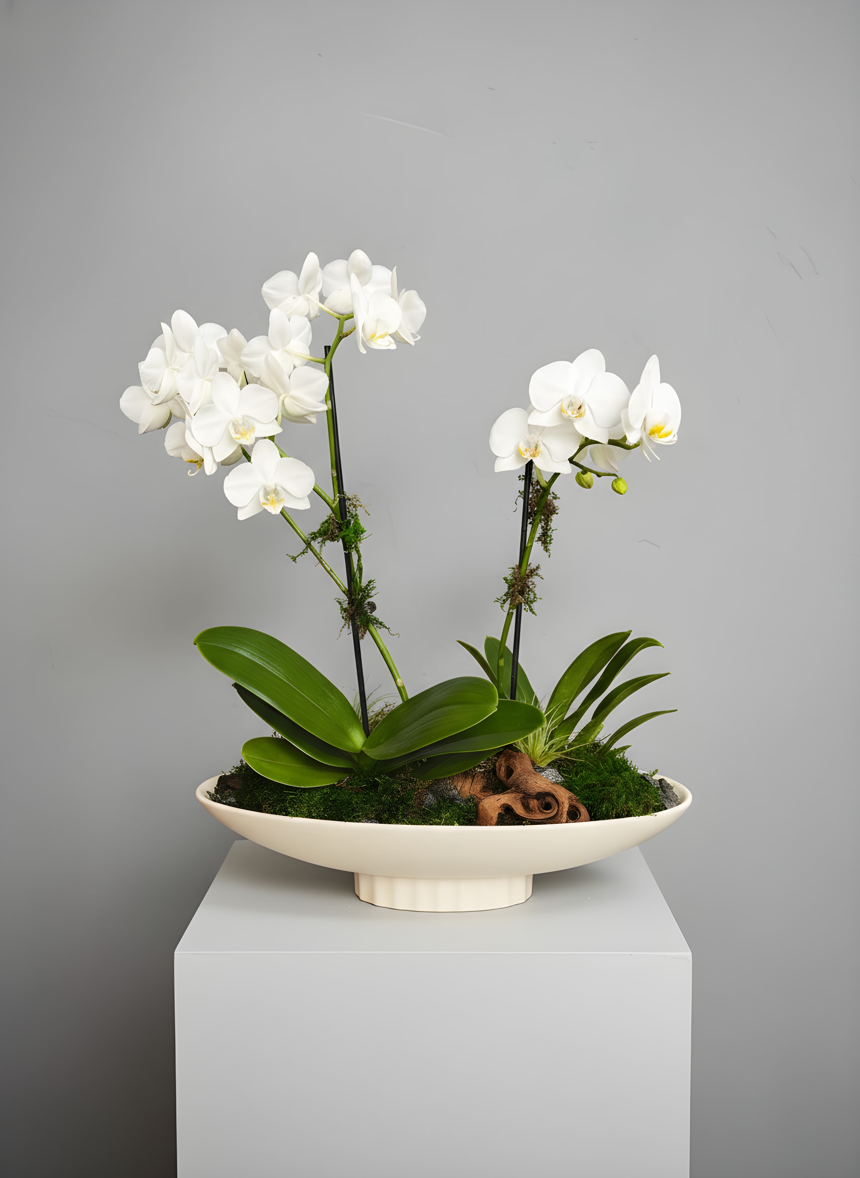 Orchid Dish Garden - Because flowers follow the rhythm of the seasons, availability changes often. Your arrangement may differ slightly from the photo, but it will always reflect the same mood—fresh, artful, and beautifully composed.