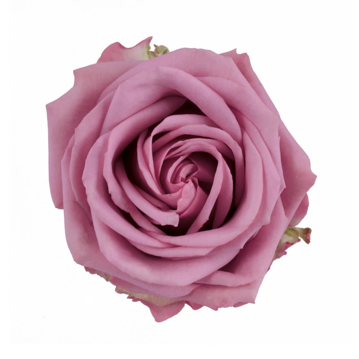 Single pink rose bloom on a white background