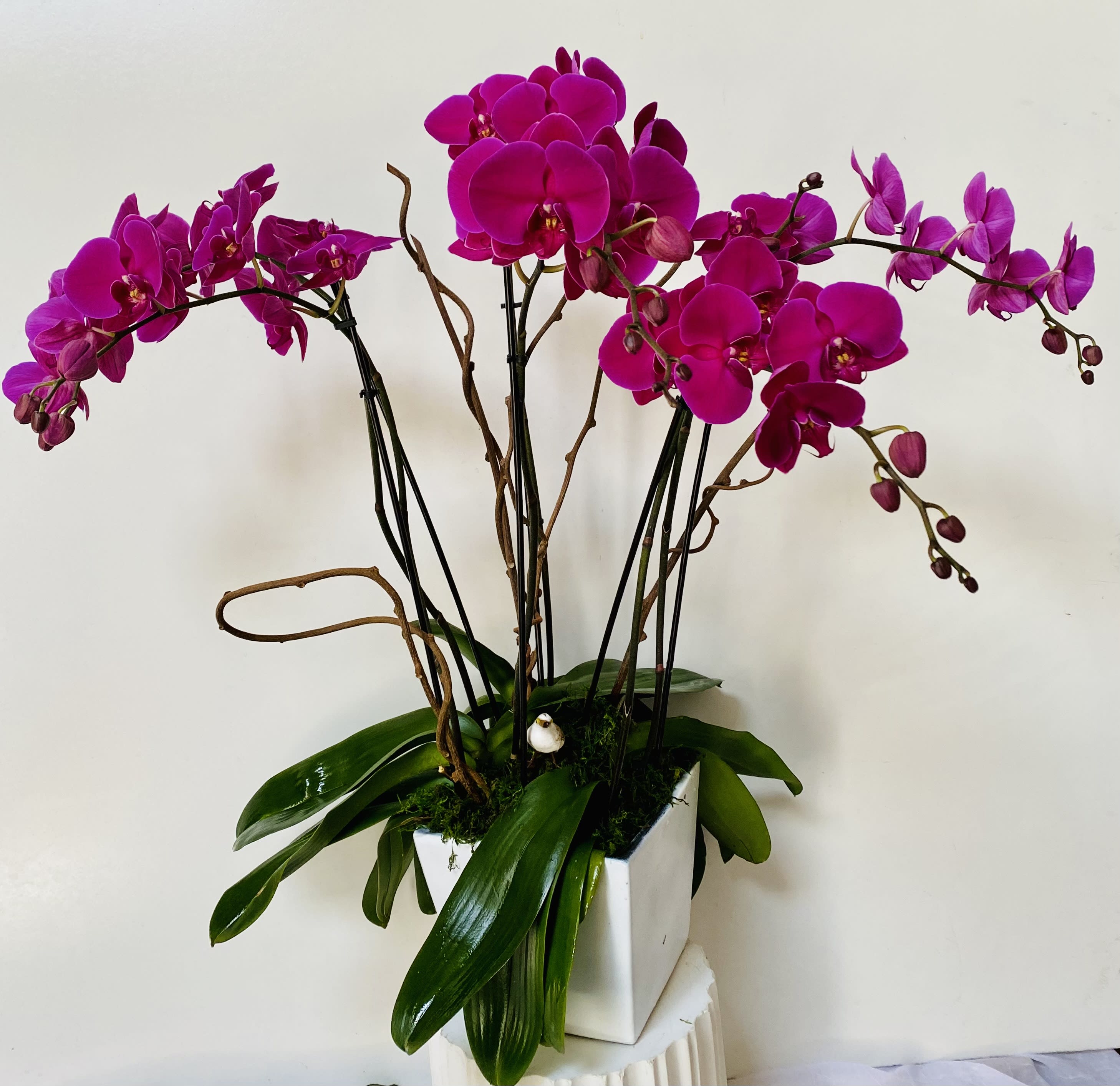 Magenta orchids arranged in a white square vase