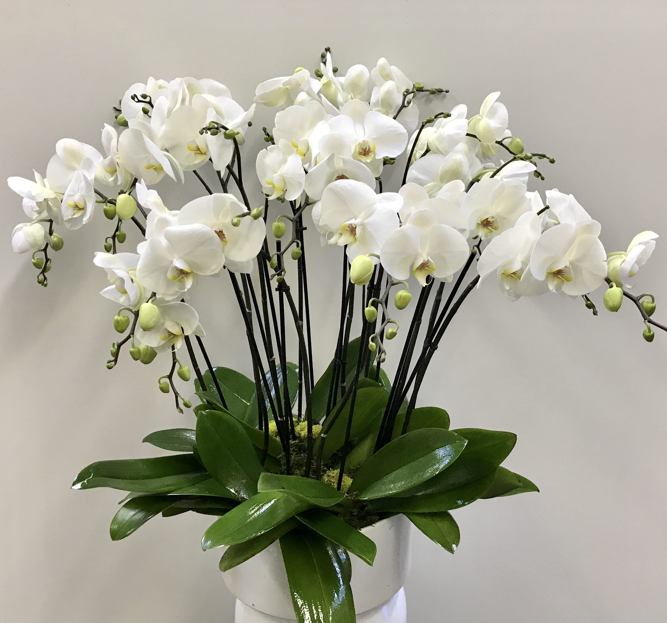 White orchids arranged in a white pot with broad green leaves