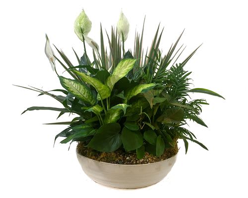 Green potted plant arrangement in a shallow bowl planter