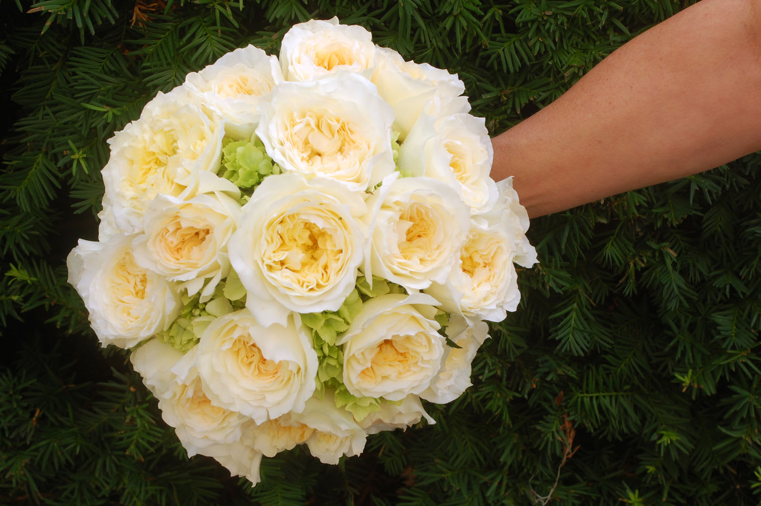 Bouquet of cream roses with pale green accents held in a hand