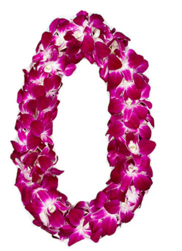 Magenta orchid lei on a white background