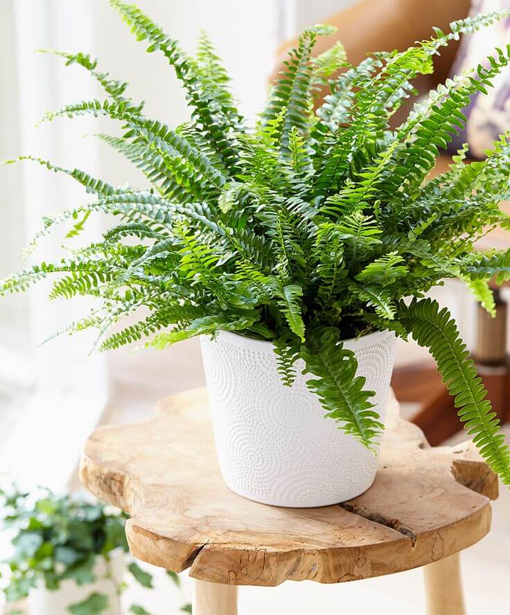 Potted fern in a white textured planter on a wooden stool