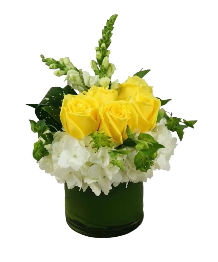 Gingers Garden - Bright yellow roses clustered above a collar of white hydrangeas create an instant sunny center - a cheerful flower arrangement for birthdays, thank you gifts, or spring celebrations. White snapdragon spikes rise from the center to add height and texture, making the recipient feel genuinely celebrated and noticed by this fresh, uplifting bouquet.  This compact, rounded design is tightly packed for a full, polished look and arrives in a Clear glass vase lined with a ti leaf that grounds the bright yellow-and-white palette. Colors include vivid yellow, crisp white, and soft green; flowers are roses, hydrangeas, and snapdragons arranged for easy display on a table or desk. The size is intentionally approachable for everyday gifting and will brighten a room with minimal care: keep water fresh and trim stems every few days for best vase life.